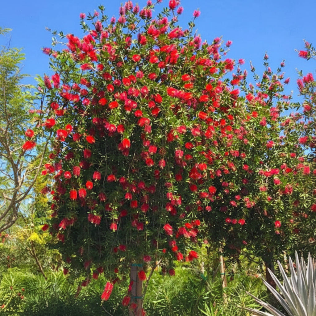 A large Bottlebrush tree in full bloom