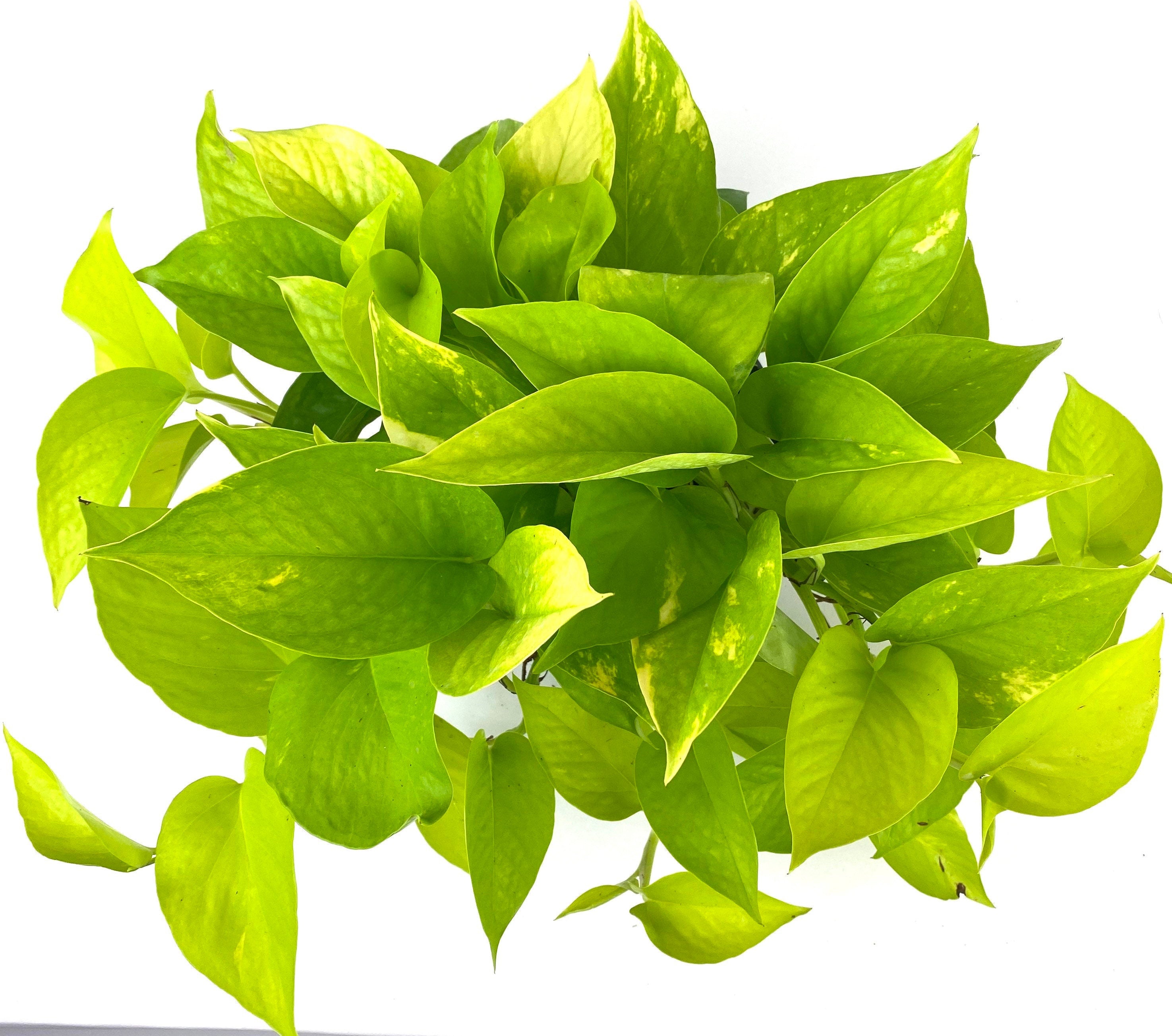 leaves of Pothos Neon in Hanging Basket, Stunning Vine Colors