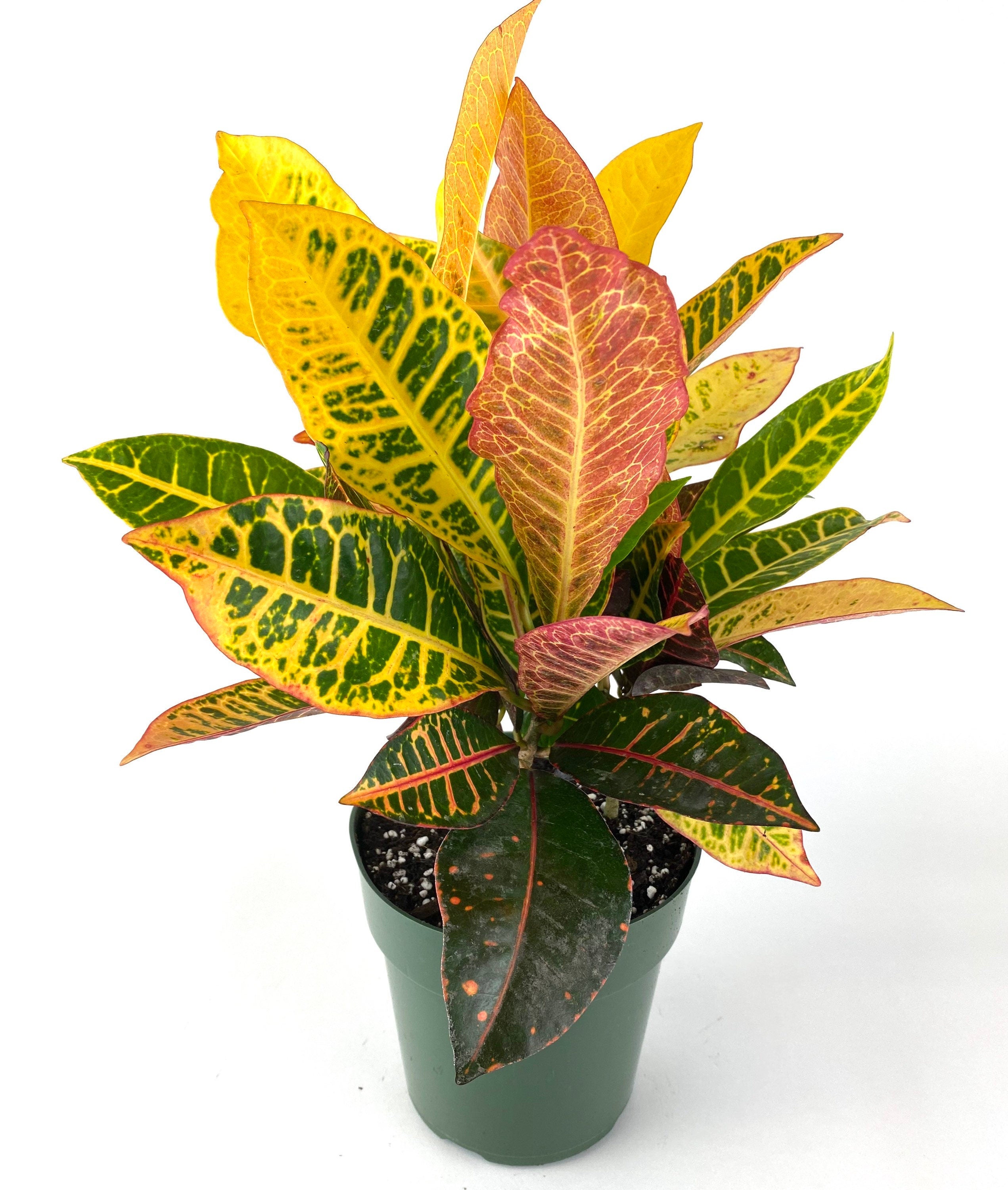 Croton Petra, Codiaeum Variegatum, Live Indoor Plant