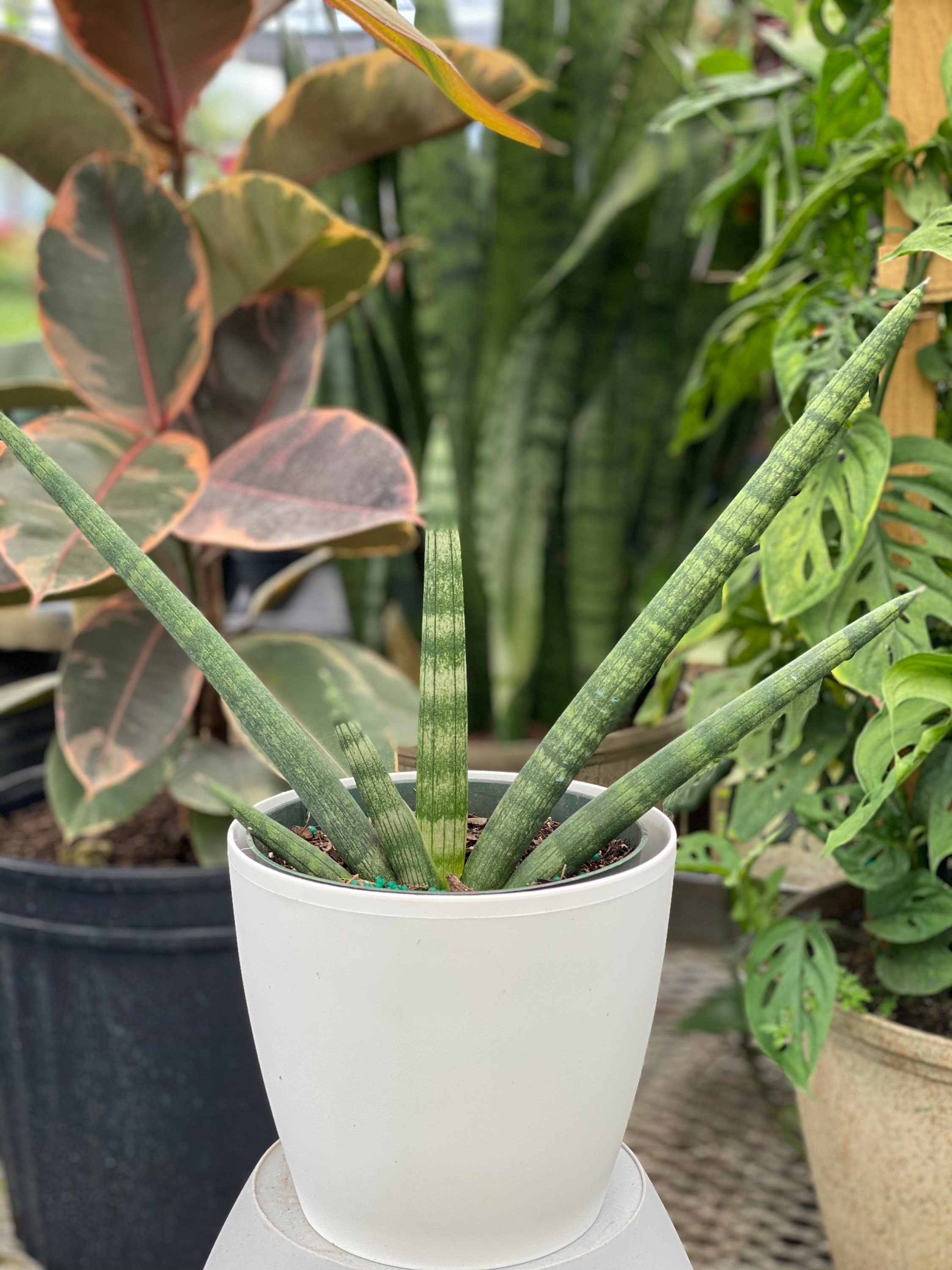 Sansevieria Star Fish Live Plant