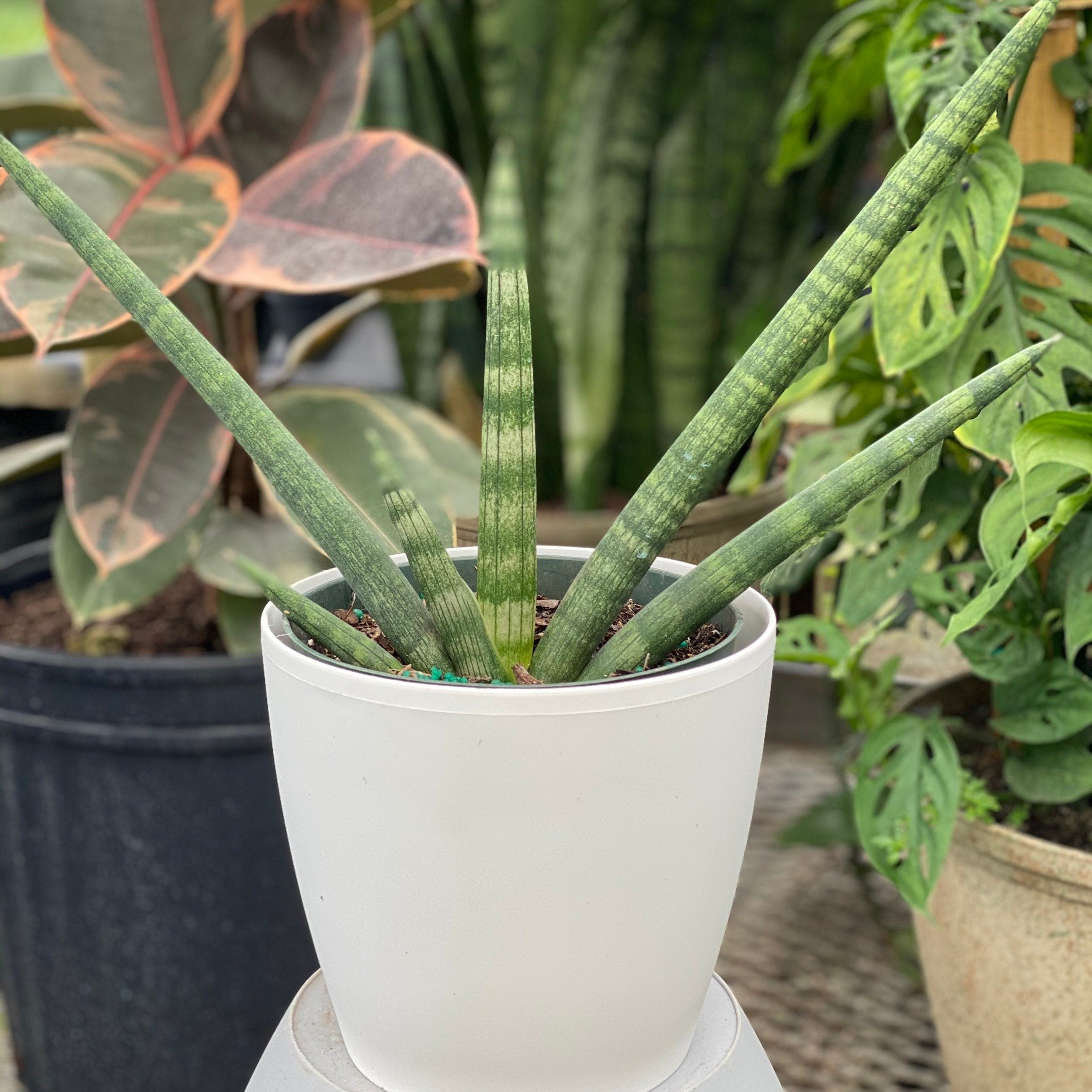 Sansevieria Star Fish Live Plant