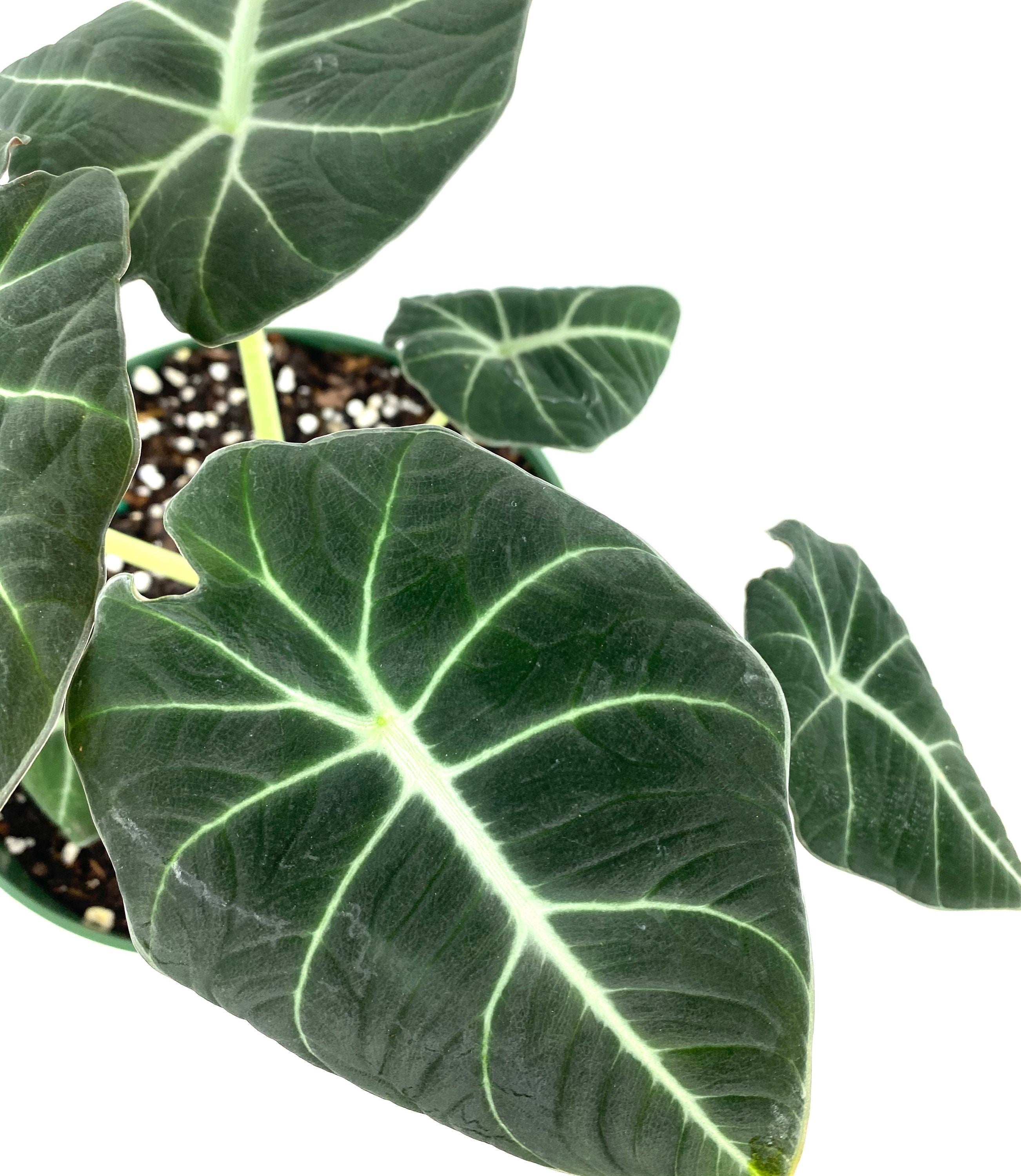 close view of leaves of Alocasia Reginula Black Velvet, Live Indoor Plant