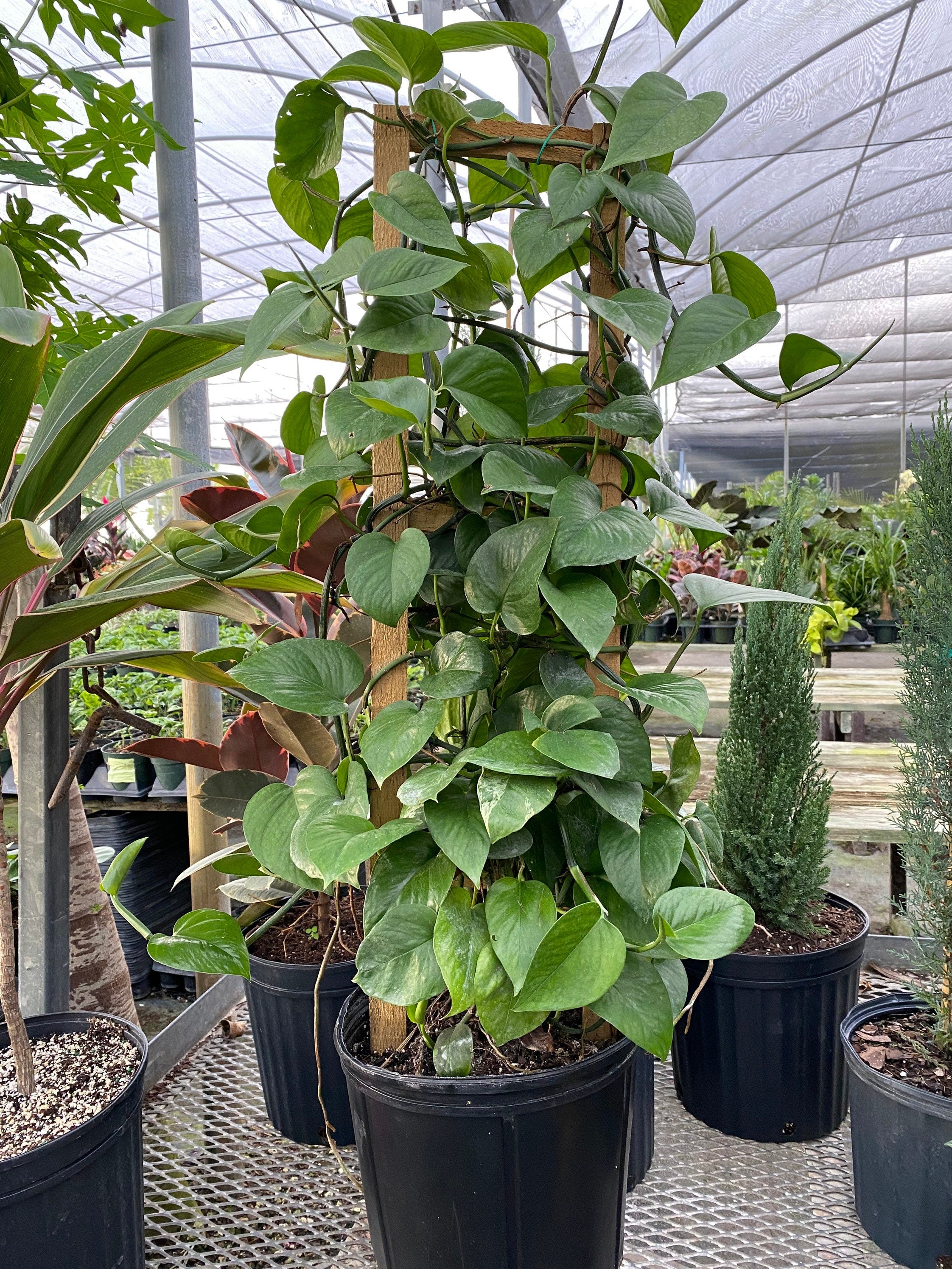 Jade Pothos in Trellis, Epipremnum Aureum Jade