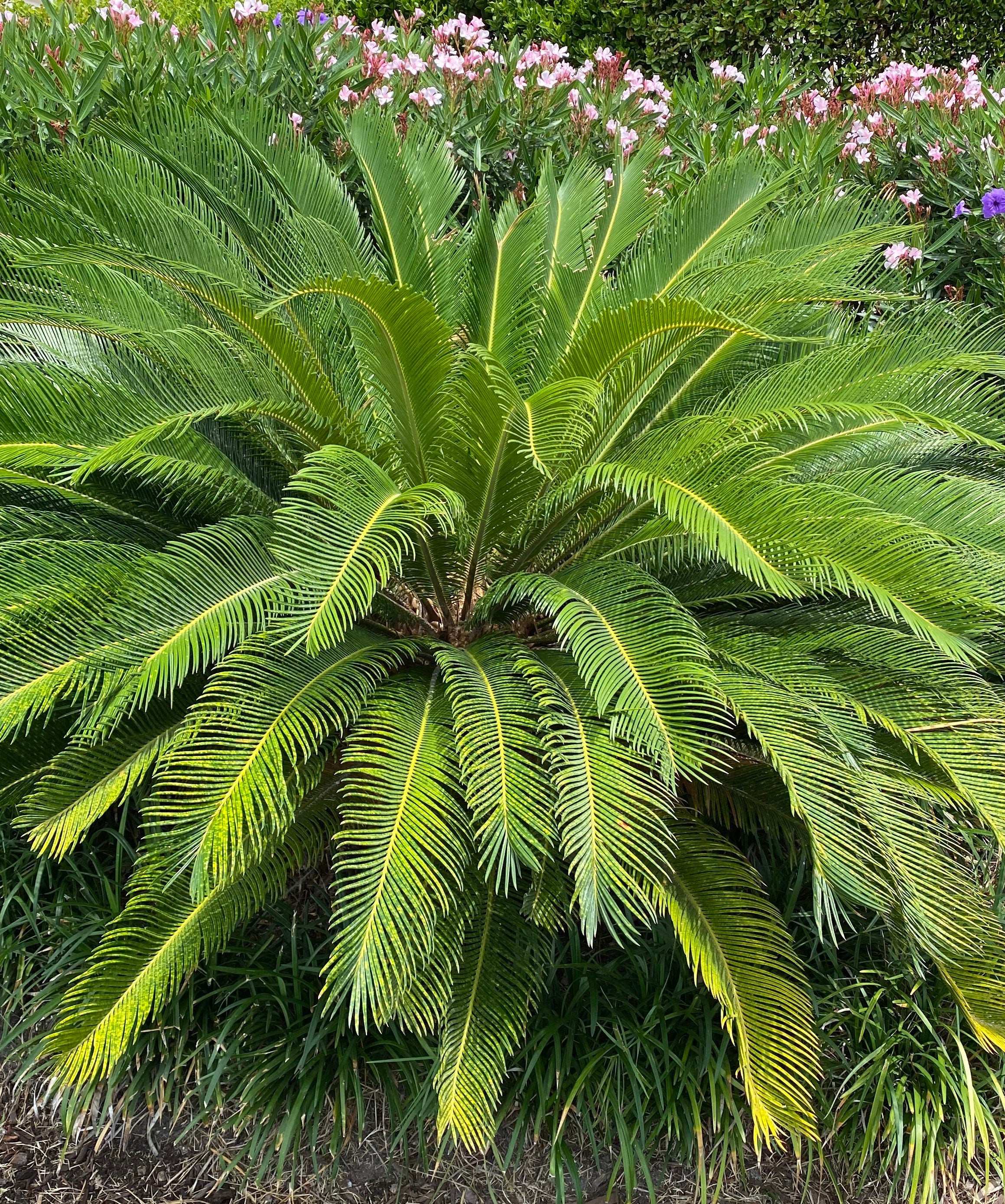 Palm King Sago Palm, Cycas Revoluta, Exotic
