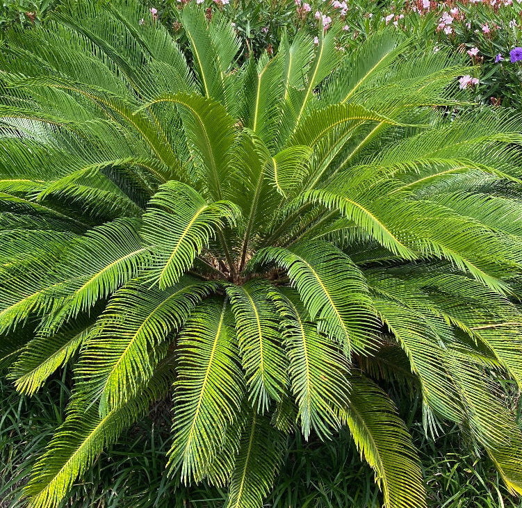 A sago palm (Cycas revoluta) also known as King Sago Palm, growing outdoors with green leaves and a thick fiber-covered trunk, surrounded by yellow shrubbery.