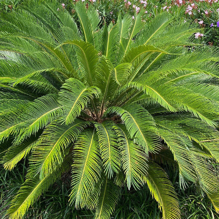 A sago palm (Cycas revoluta) also known as King Sago Palm, growing outdoors with green leaves and a thick fiber-covered trunk, surrounded by yellow shrubbery.