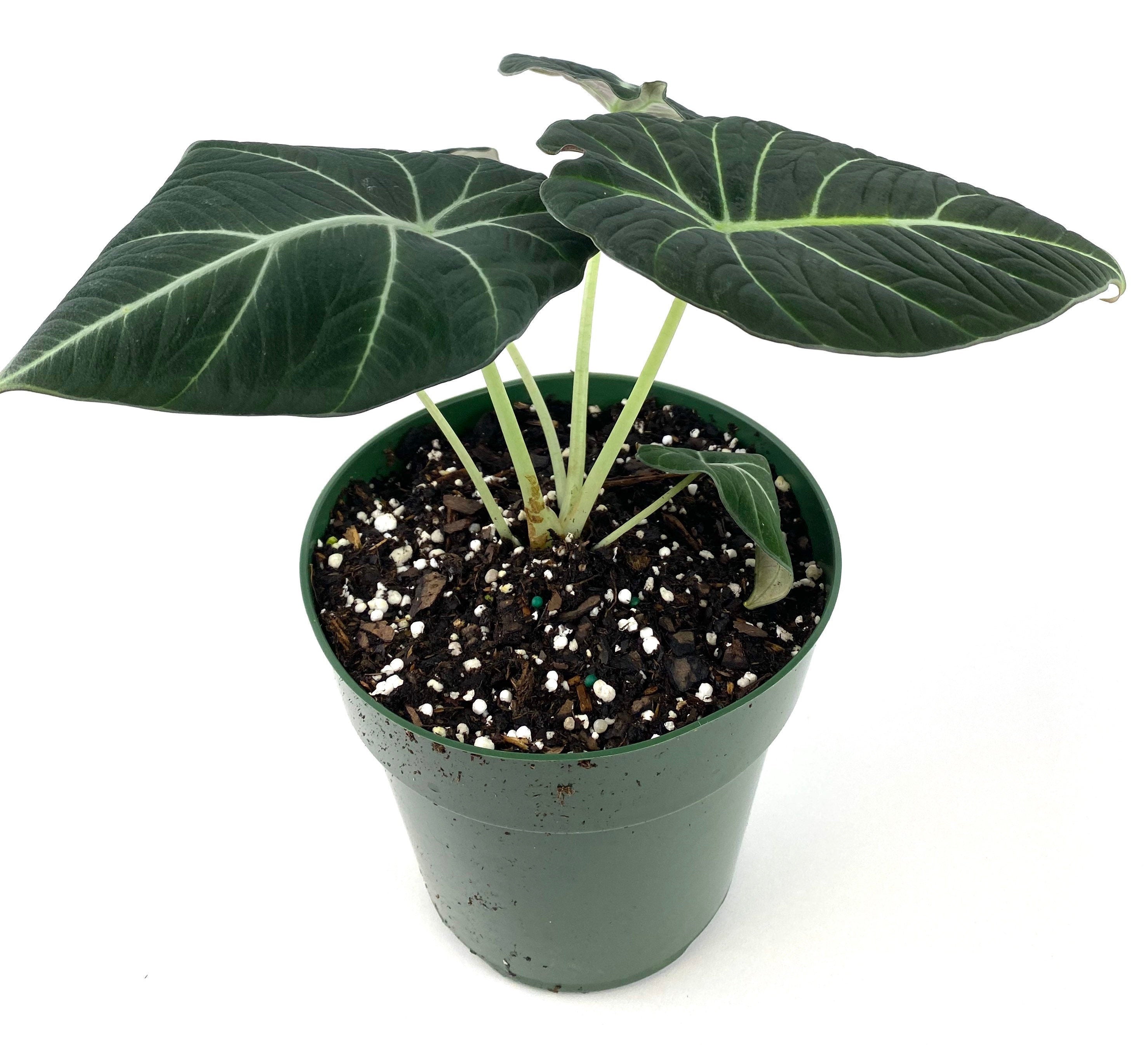 front view of Alocasia Reginula Black Velvet, Live Indoor Plant
