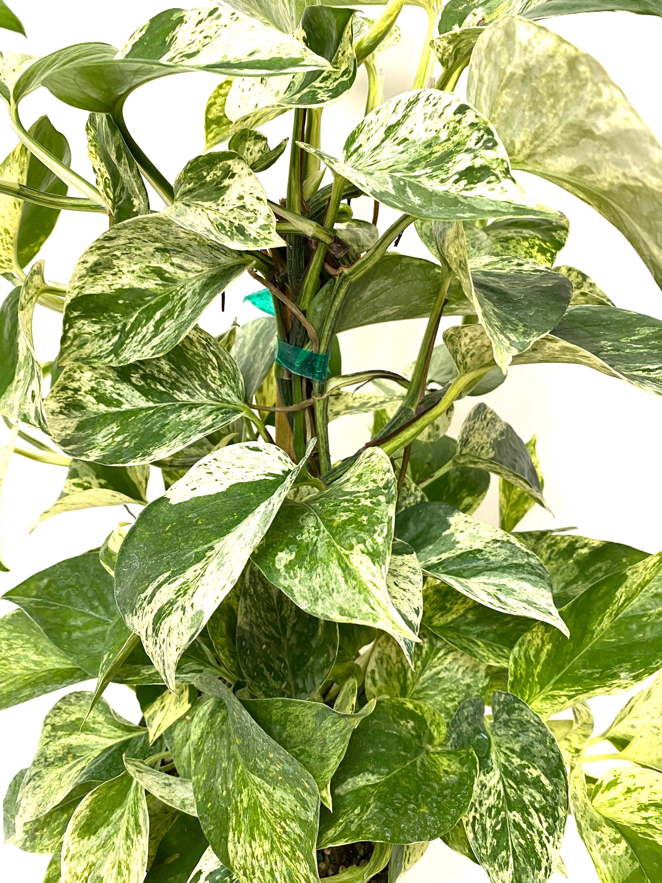 Pothos Marble Queen in Trellis, Stunning Variegated Vines