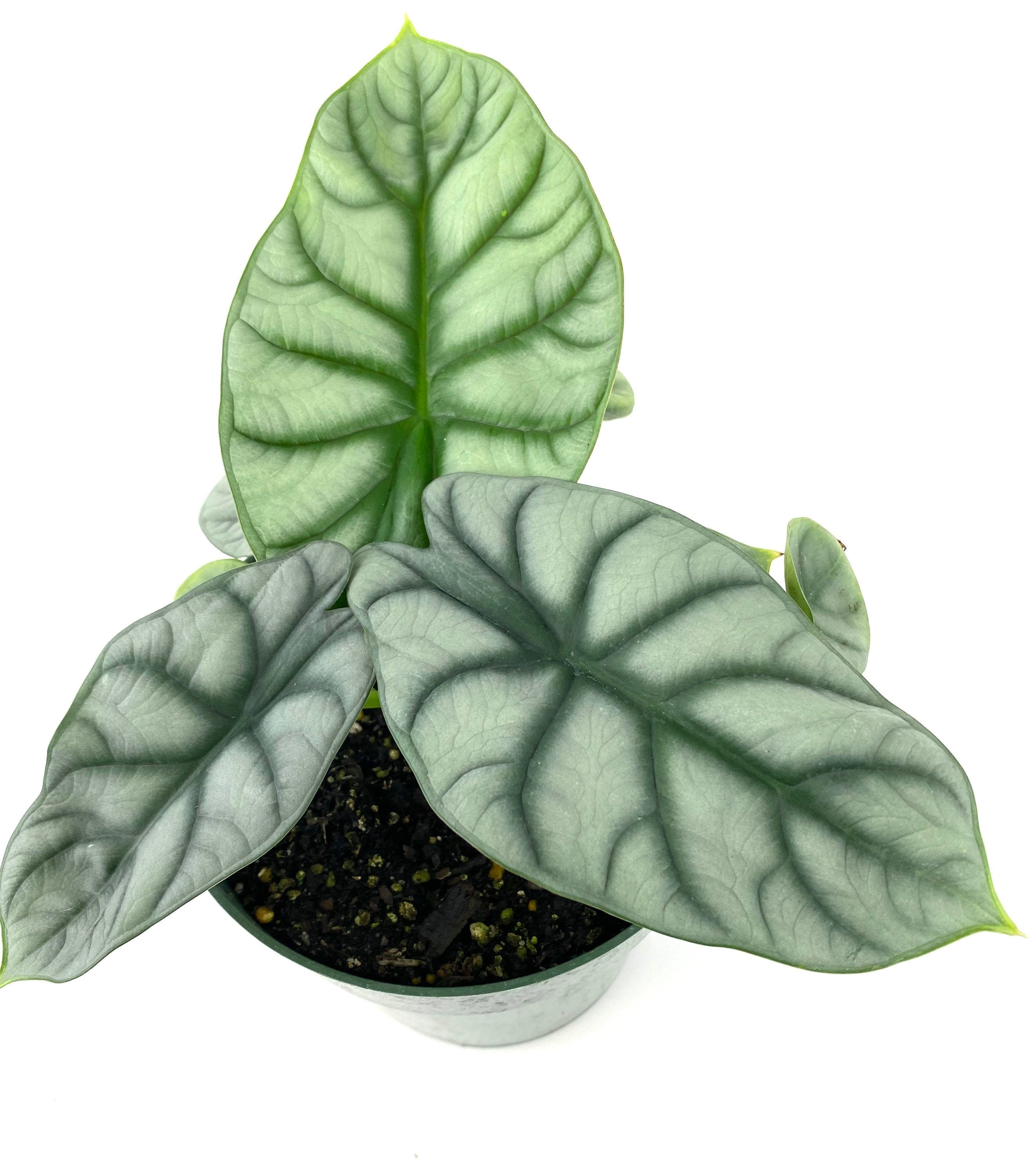 close view of leaves of Alocasia Baginda Silver Dragon, Live Indoor Plant