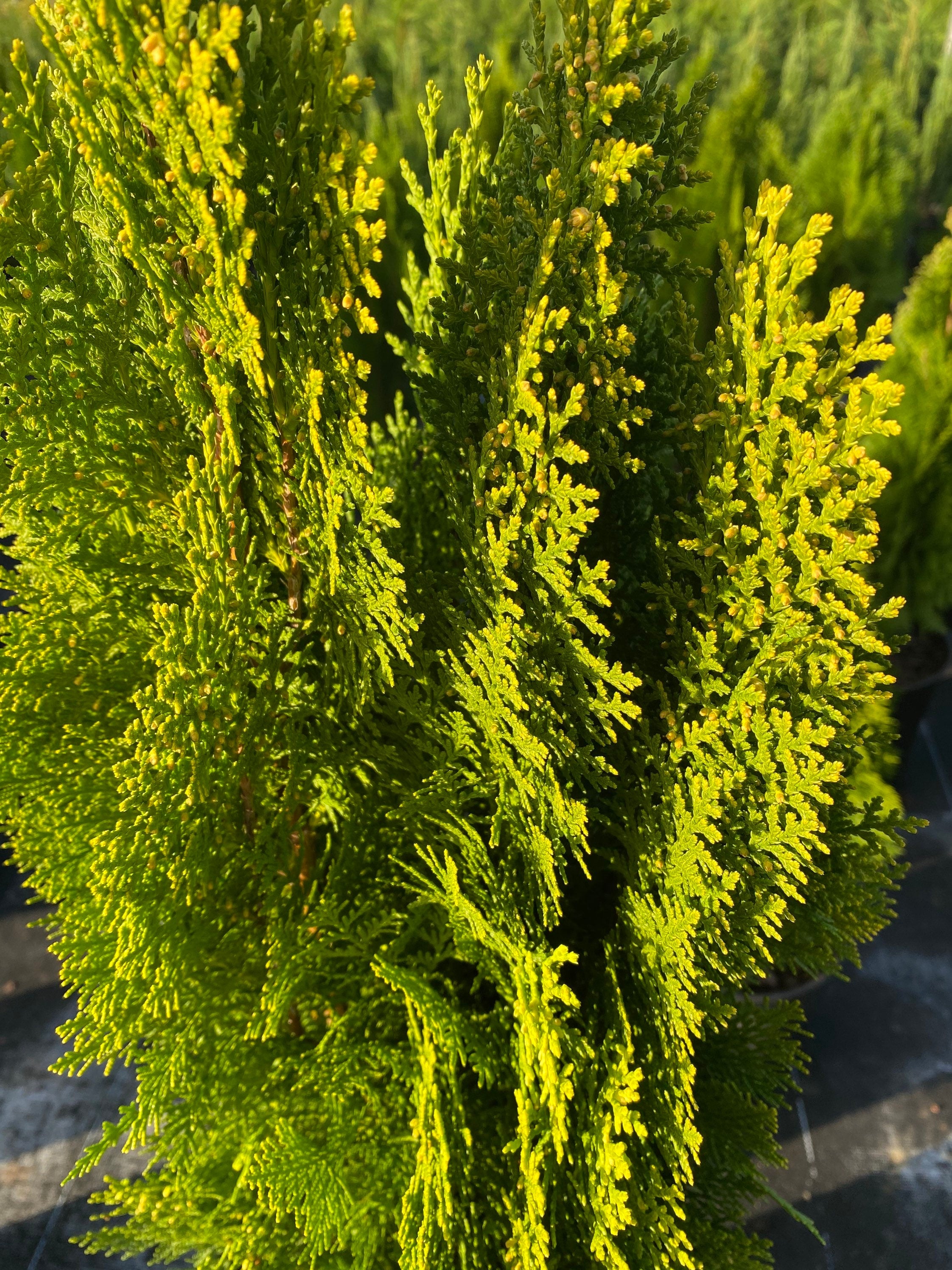 Yellow Ribbon Arborvitae, Thuja occidentalis