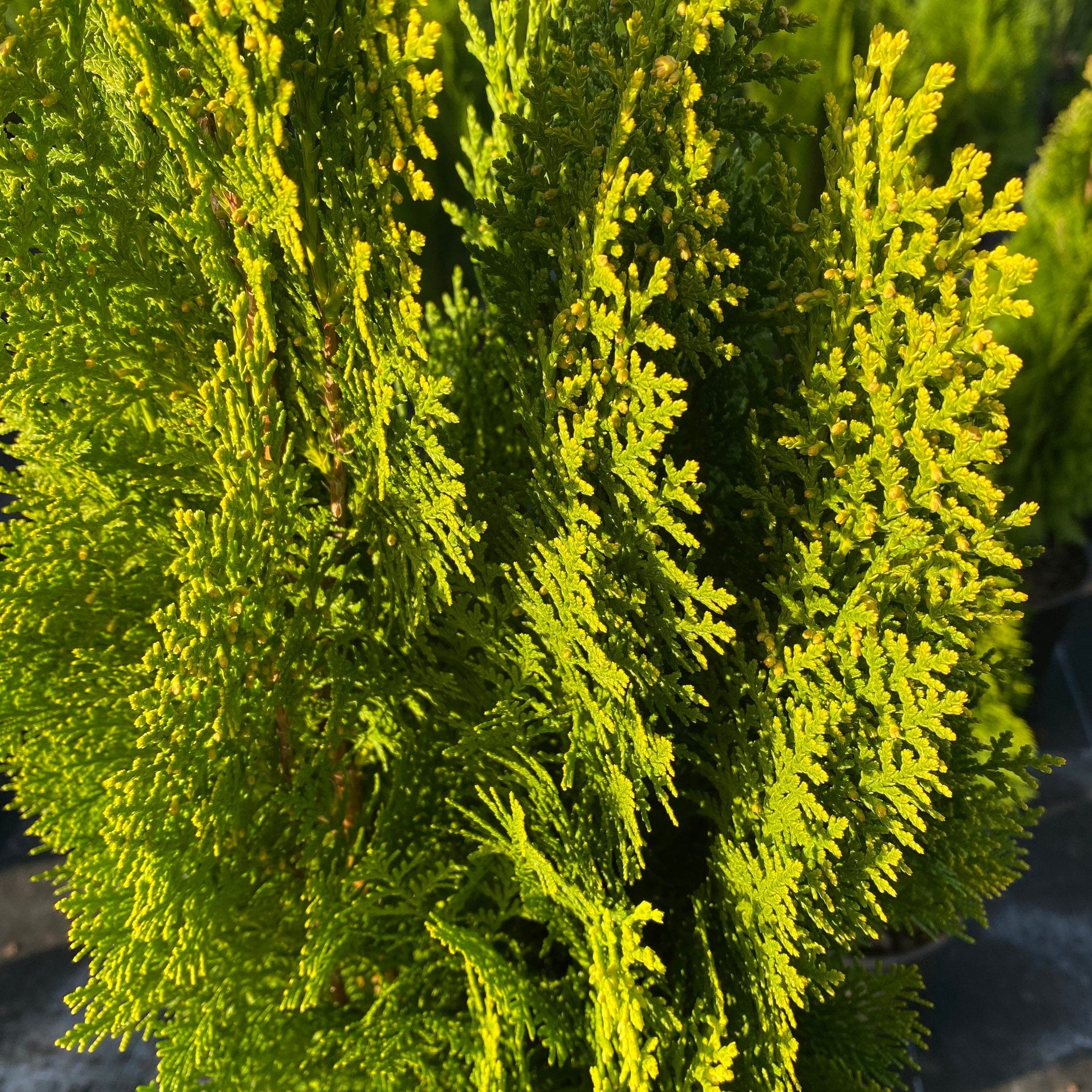 close up of yellow ribbon tree