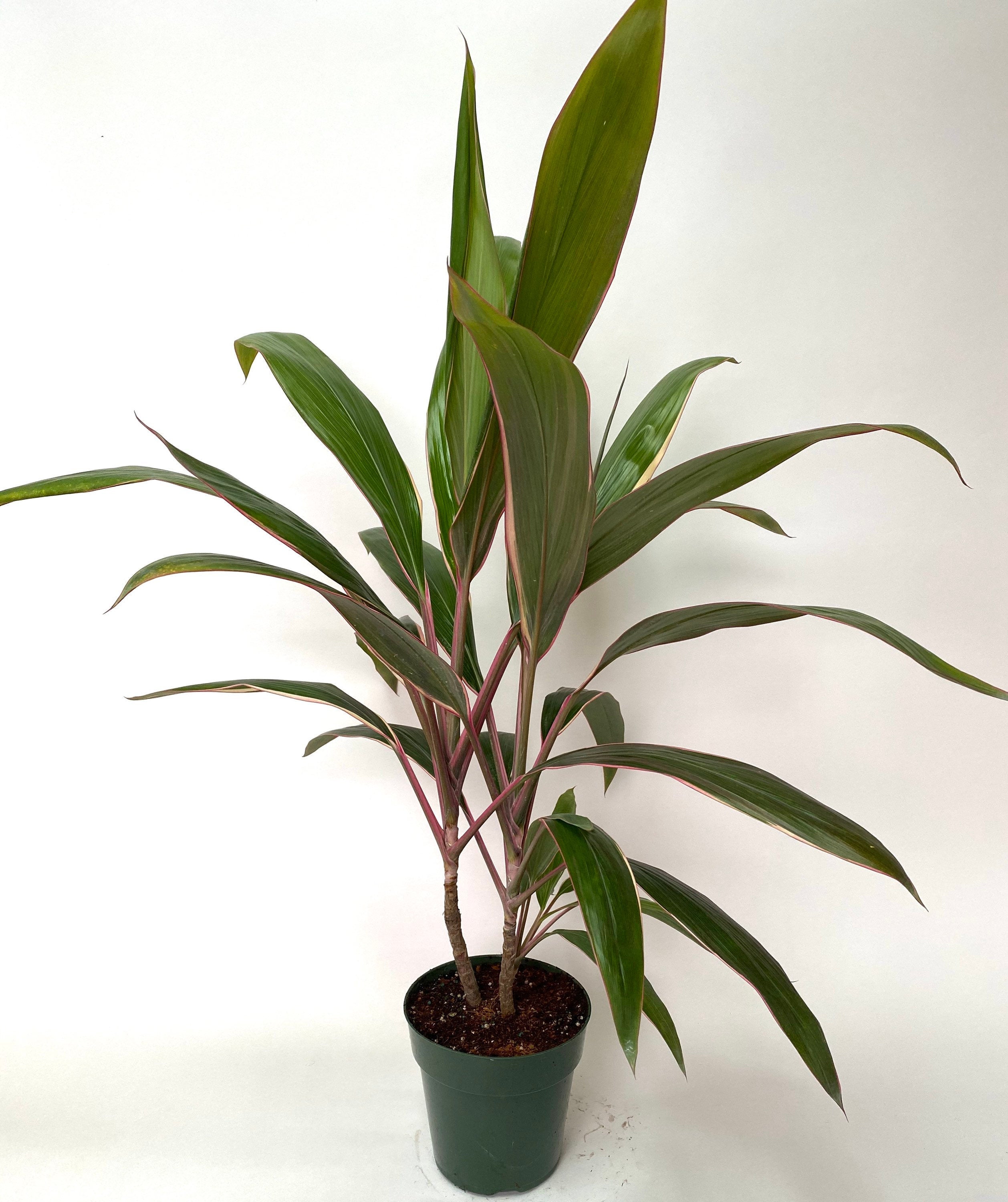 Cordyline Fruticosa Pink Diamond, Good Luck Plant