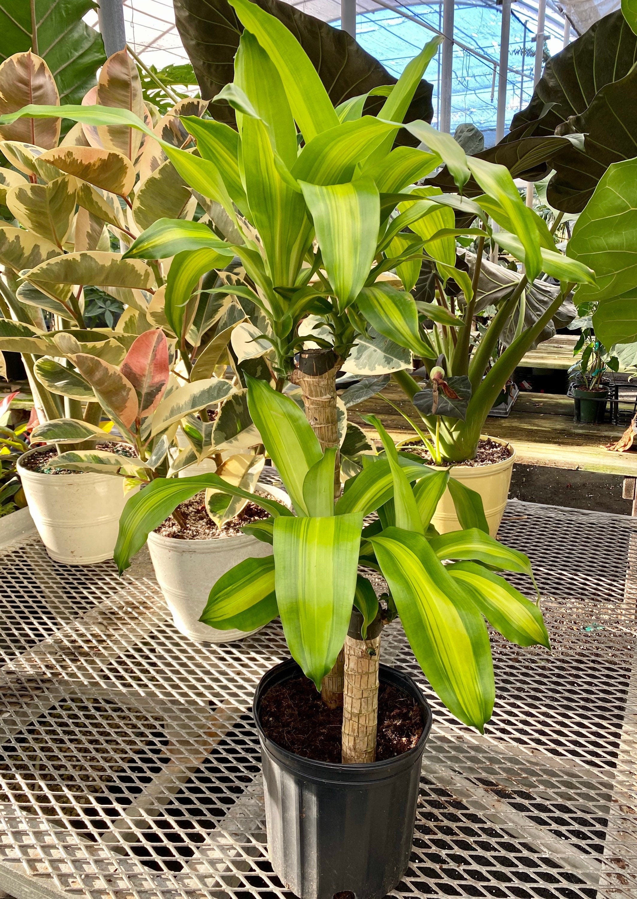 front view of Dracaena Mass Cane Corn Plant Massangeana, 2 Stem Staggered