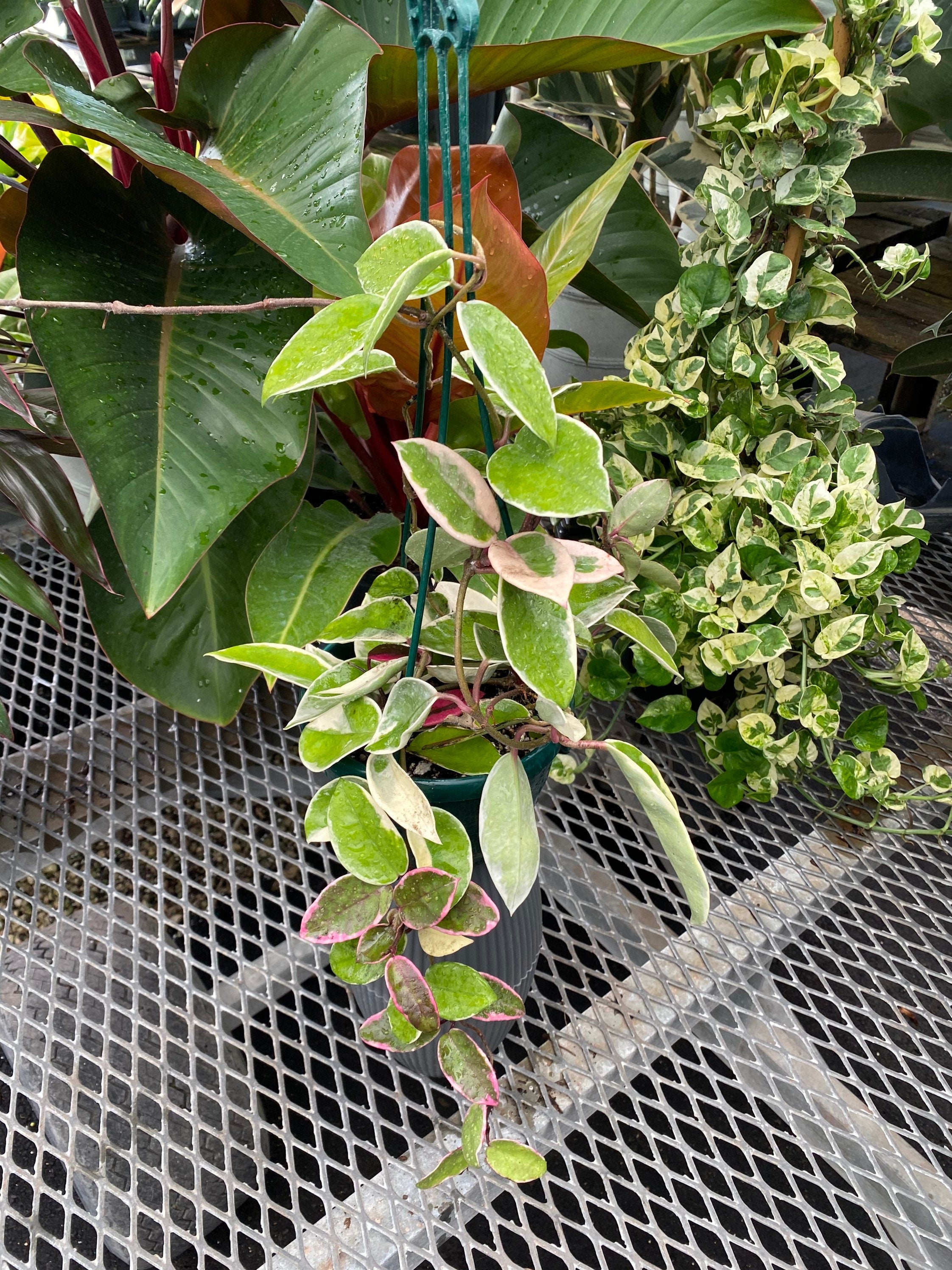 Hoya Krimson Queen in Hanging Basket, Hoya Carnosa Variegated