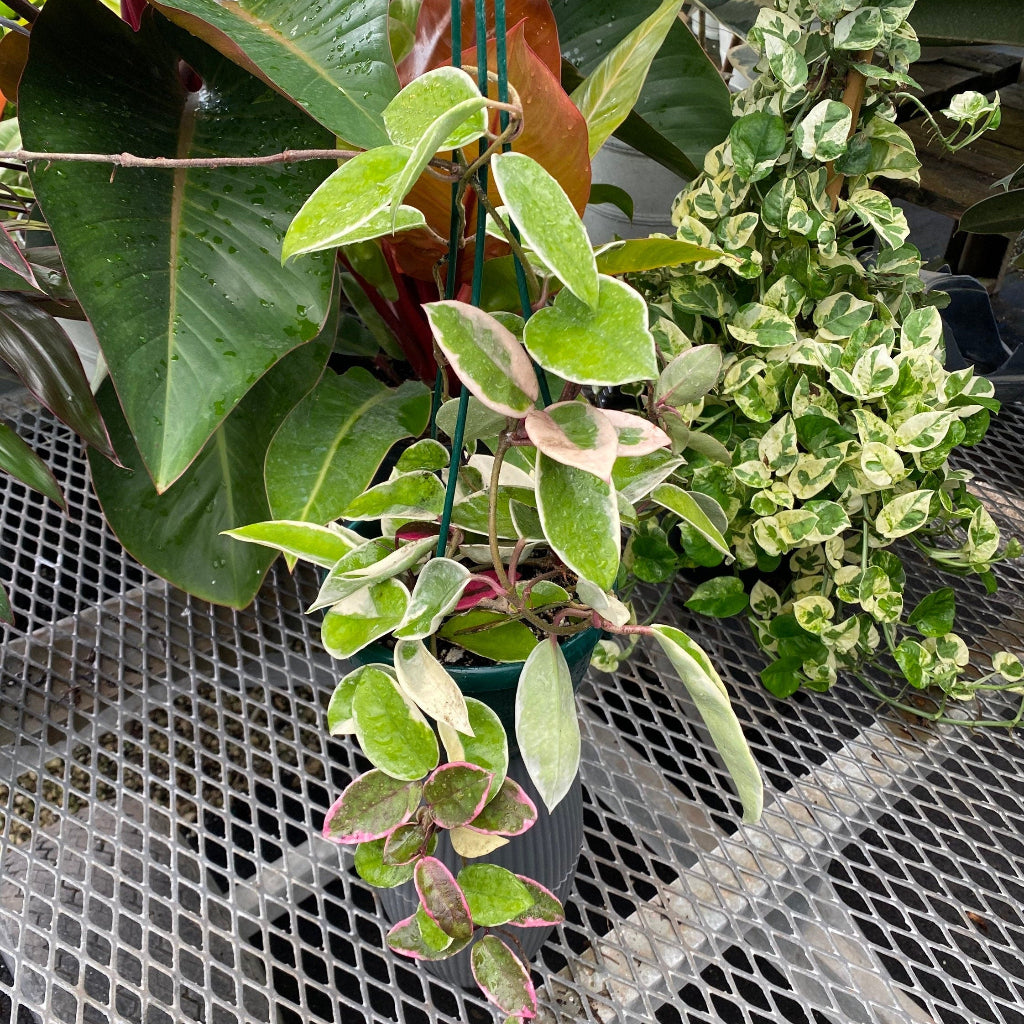 leaves of Hoya Krimson Queen in Hanging Basket, Hoya Carnosa Variegated
