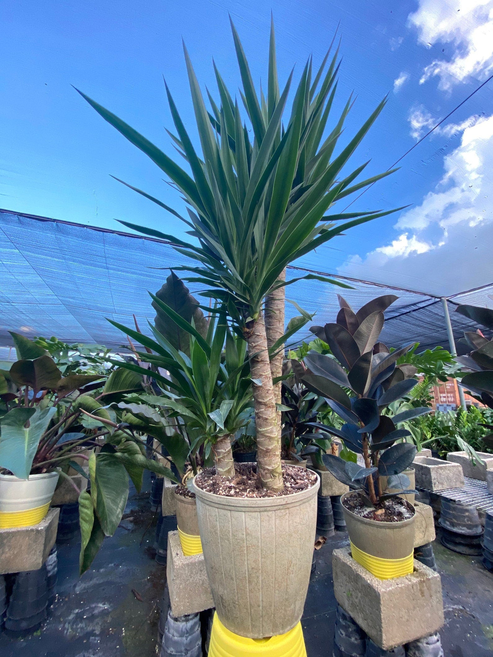 outside view of Dracaena Yucca Cane, Yucca Gigantea 3 Stem Staggered
