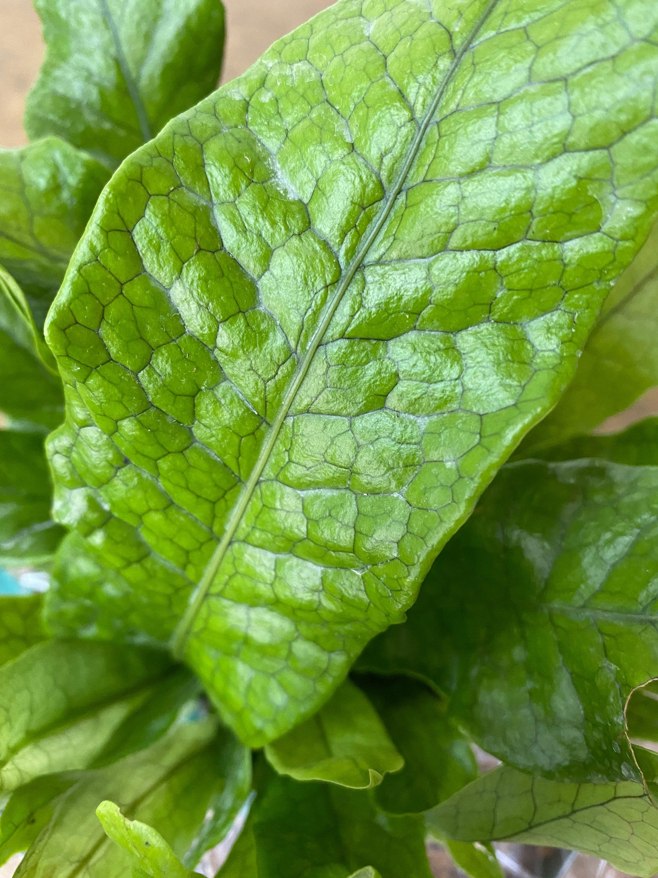 leaves of Crocodile Fern, Crocodylus Fern