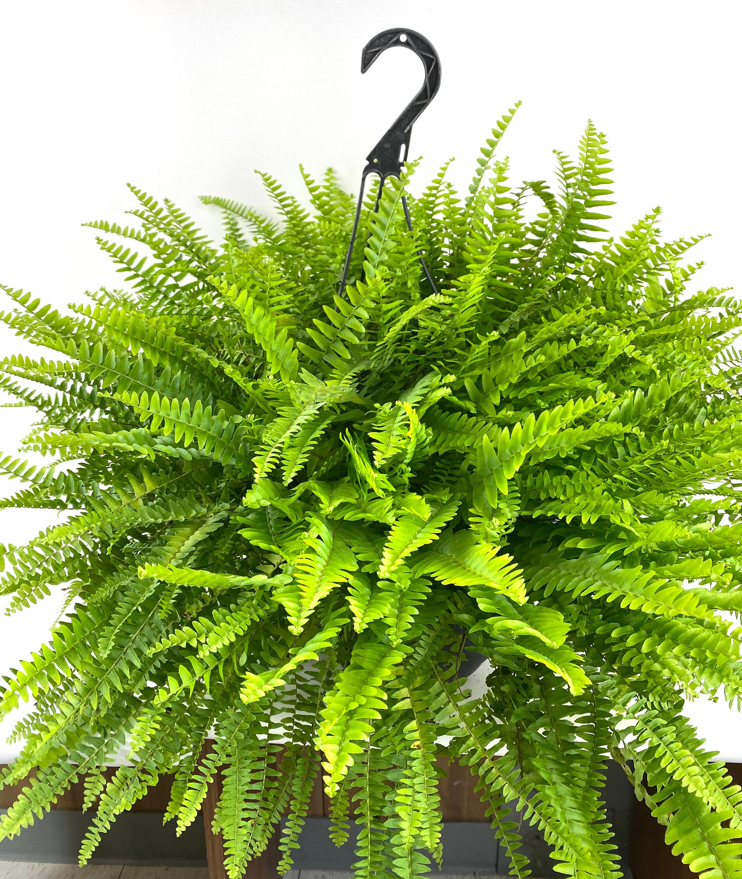 closeup view of Boston Fern in Hanging Basket Extra Large
