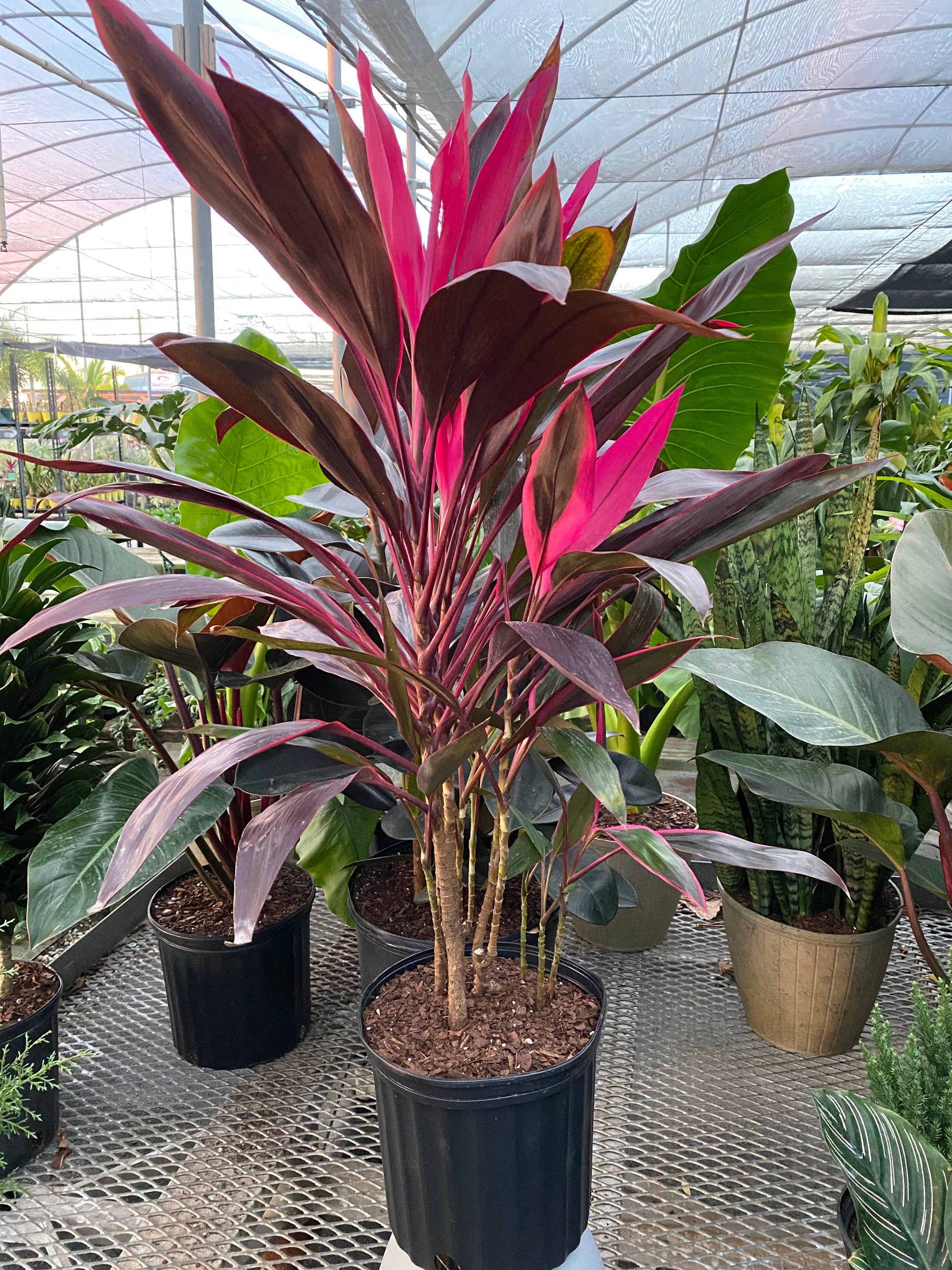 Cordyline Red Sister, Terminalis Ti Plants in a black
