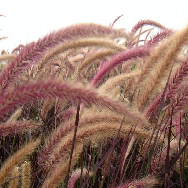 Red fountain grass Pennisetum setaceum Rubrum blooms