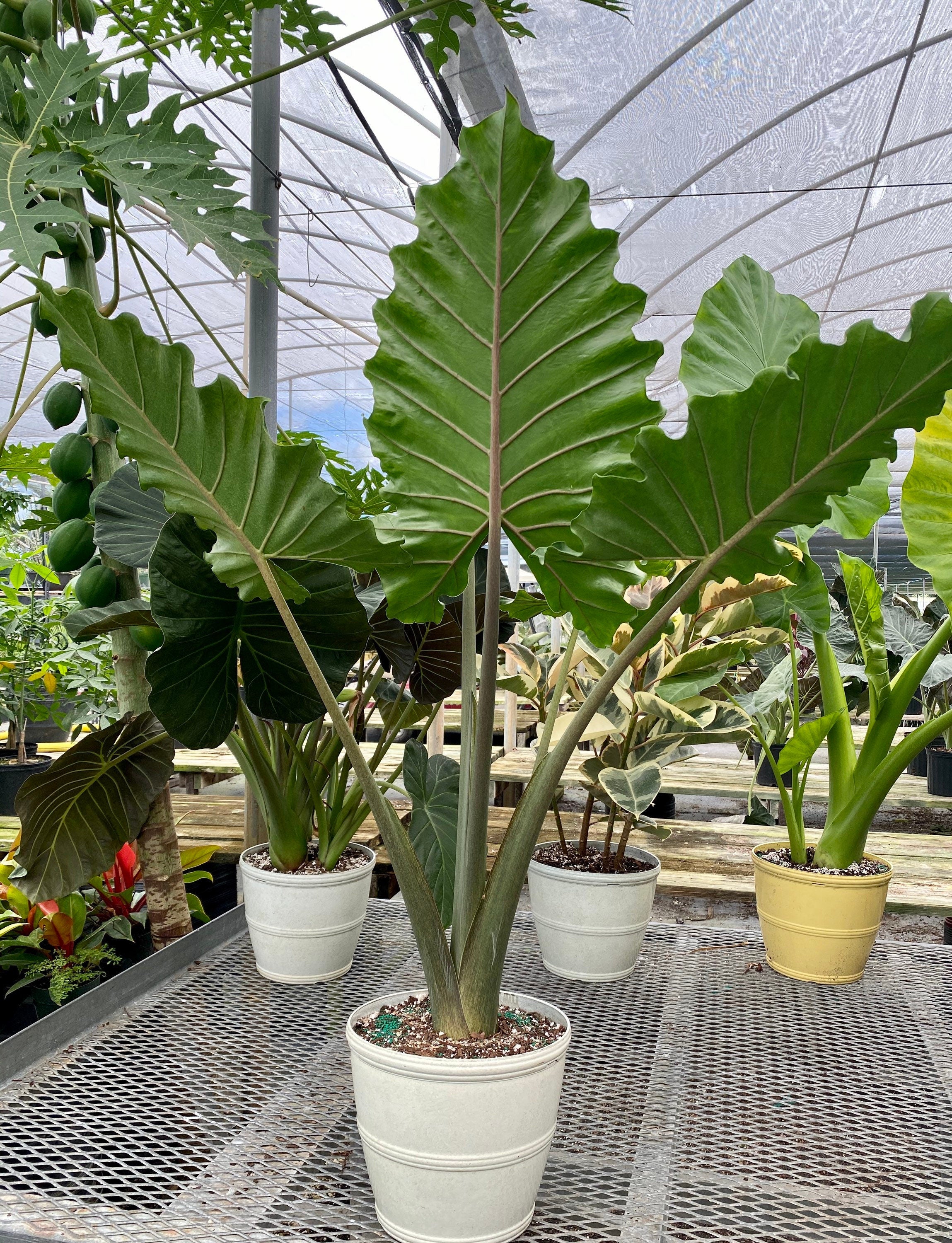 Alocasia Calidora, Elephant Ears, Live Tropical Plant in a white pot outside