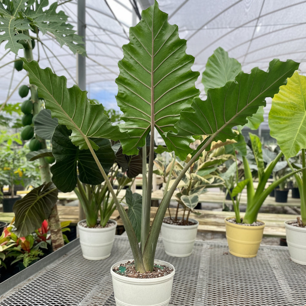 Alocasia Calidora, Elephant Ears, Live Tropical Plant in a white pot outside