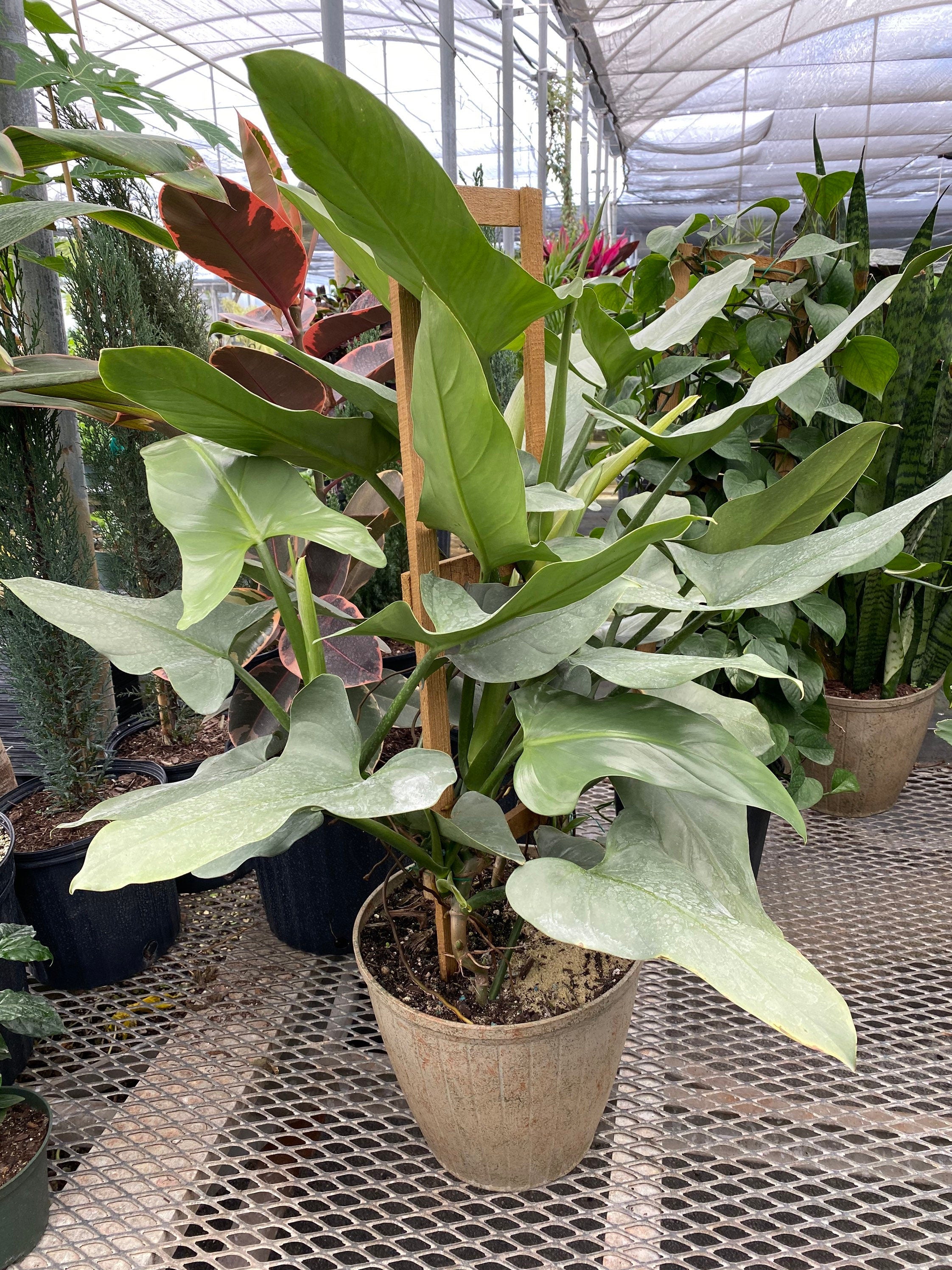 Philodendron Silver Sword Trellis, Live Plant Indoor Air Purifier in nursery