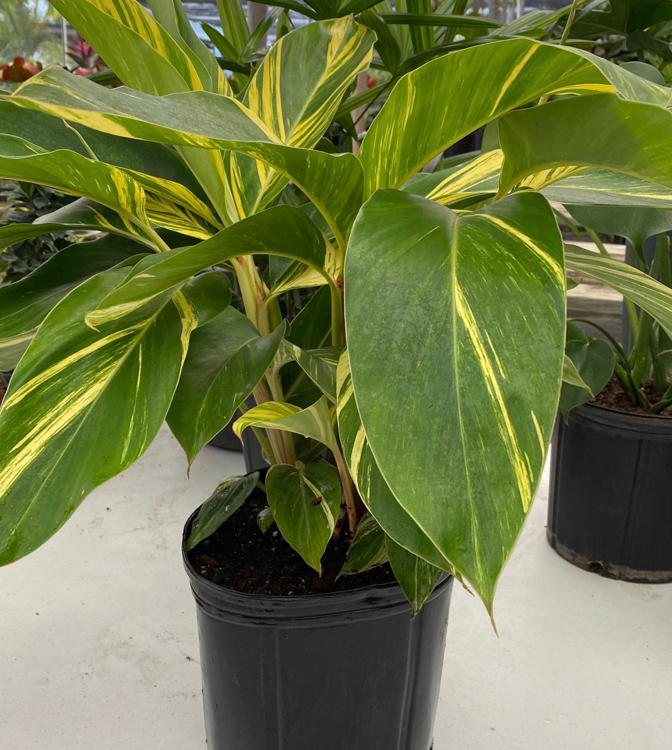 front view of Ginger Shell Variegated, Live Tropical Prayer Plant