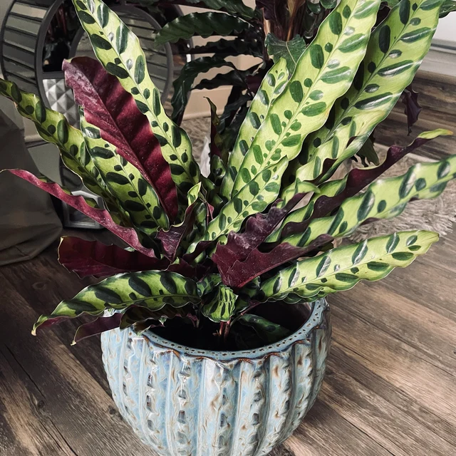 difference between a snake plant and a rattlesnake plant Buy Calathea RattleSnake Prayer Plants