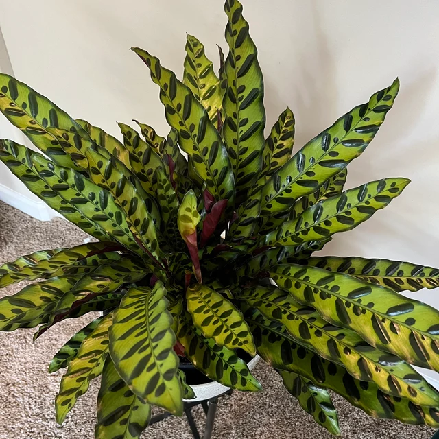 upper closeup view of Calathea RattleSnake Prayer Plants