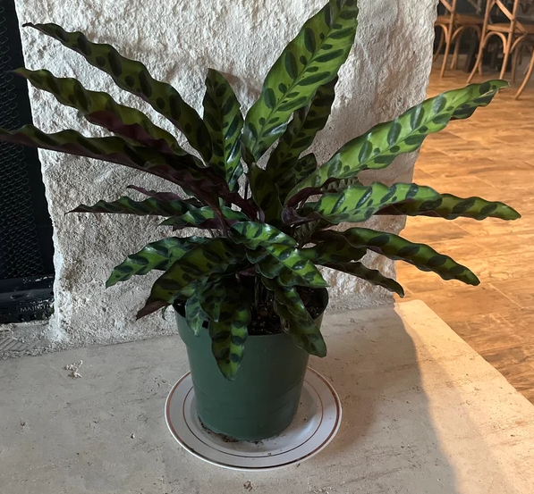 Calathea RattleSnake Prayer Plants front far view