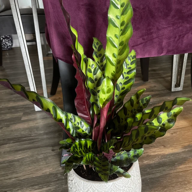 upper view of Calathea RattleSnake Prayer Plants