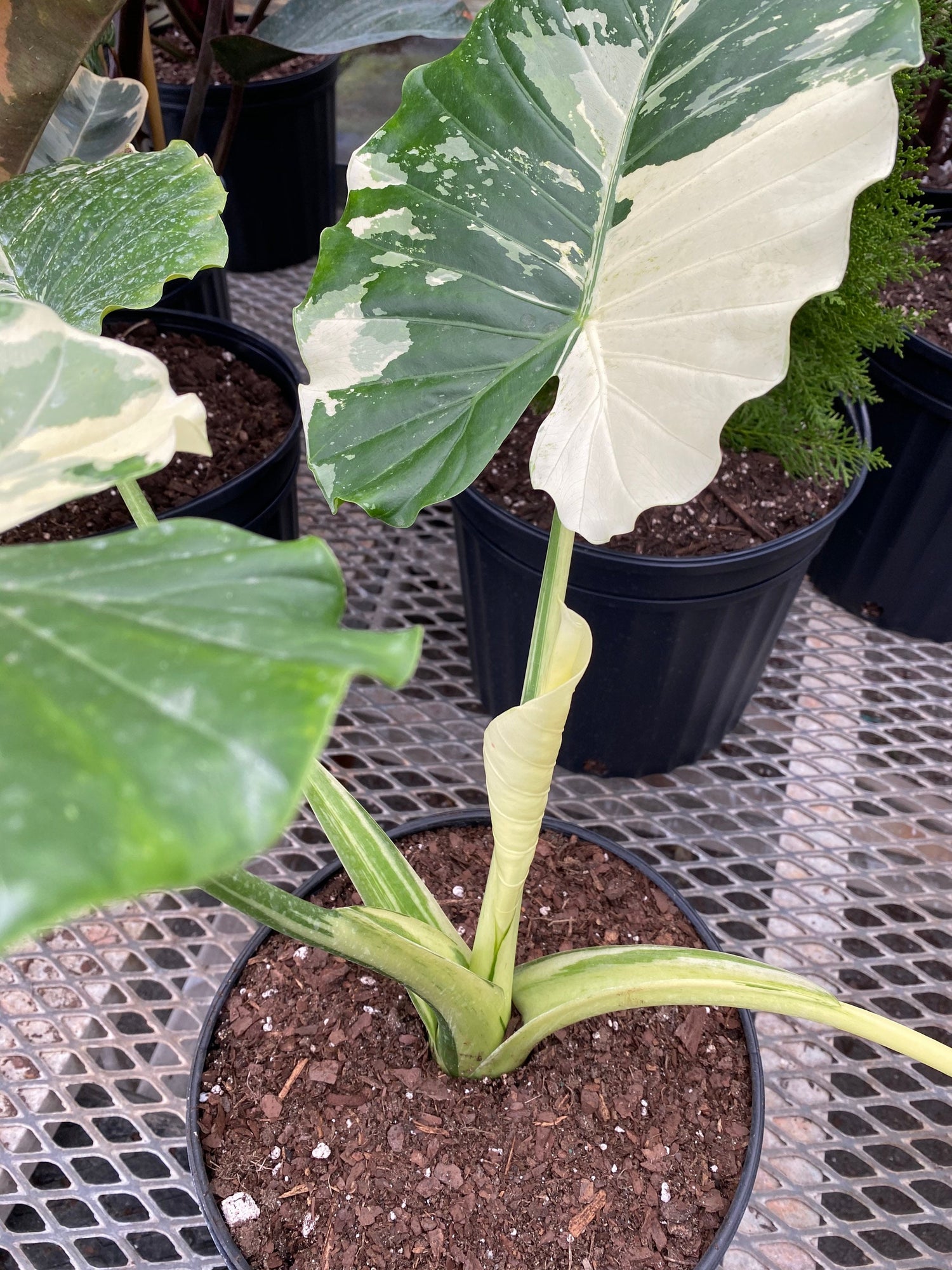 closeup view of Alocasia Odora Variegata, Collectors Rare and Exotic