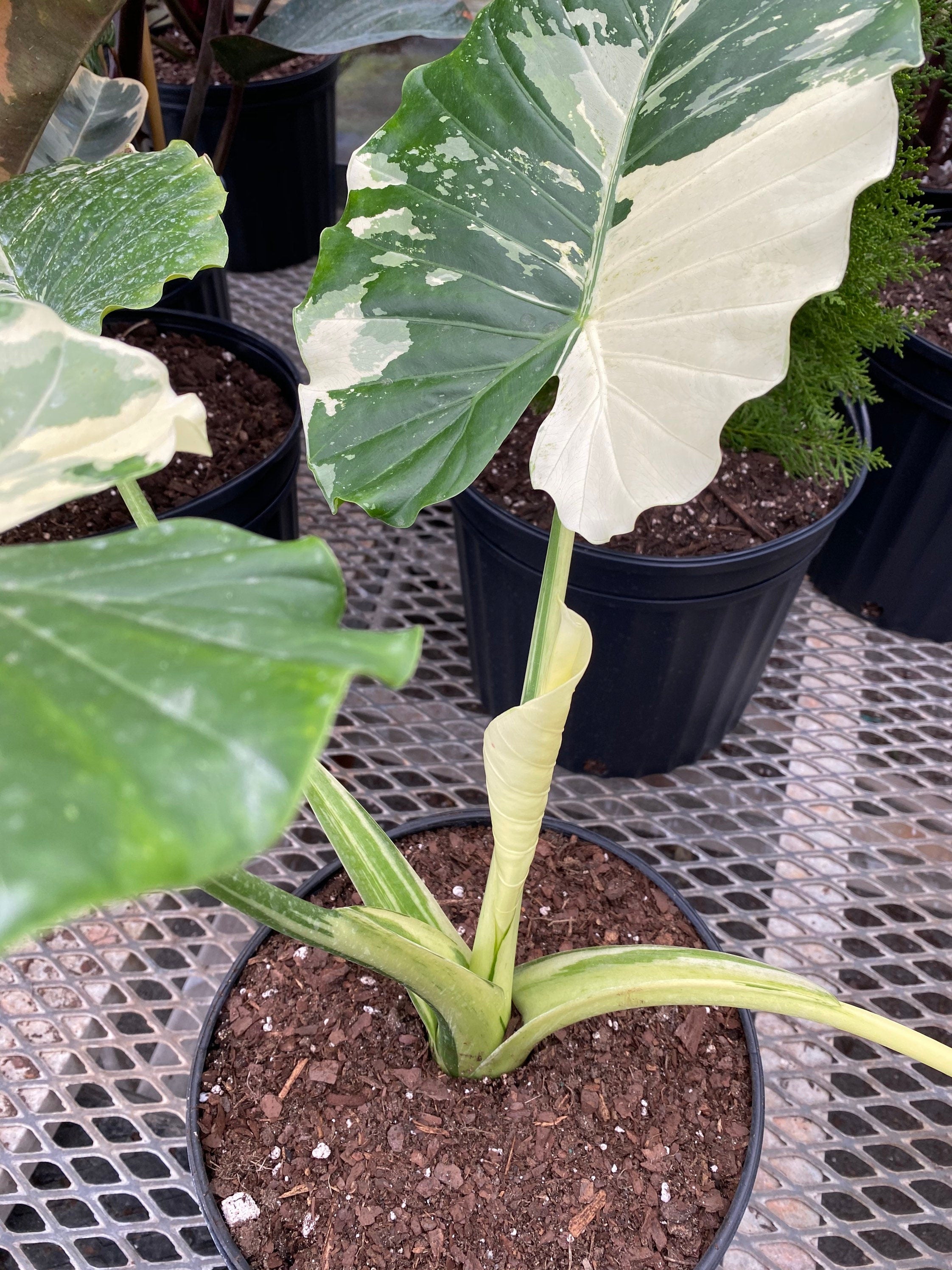 closeup view of Alocasia Odora Variegata, Collectors Rare and Exotic
