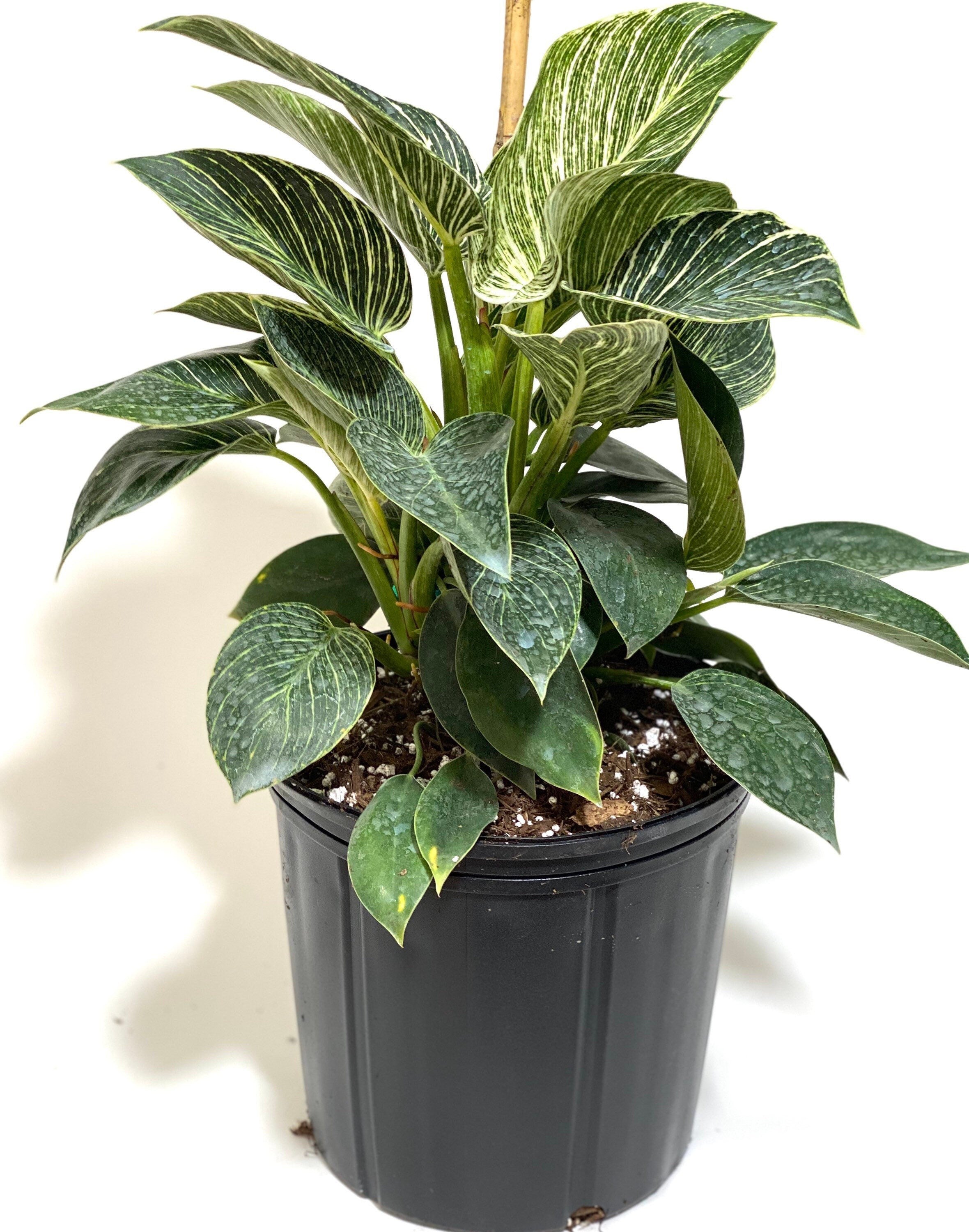 Philodendron Birkin, White Stripe Leaves in black pot