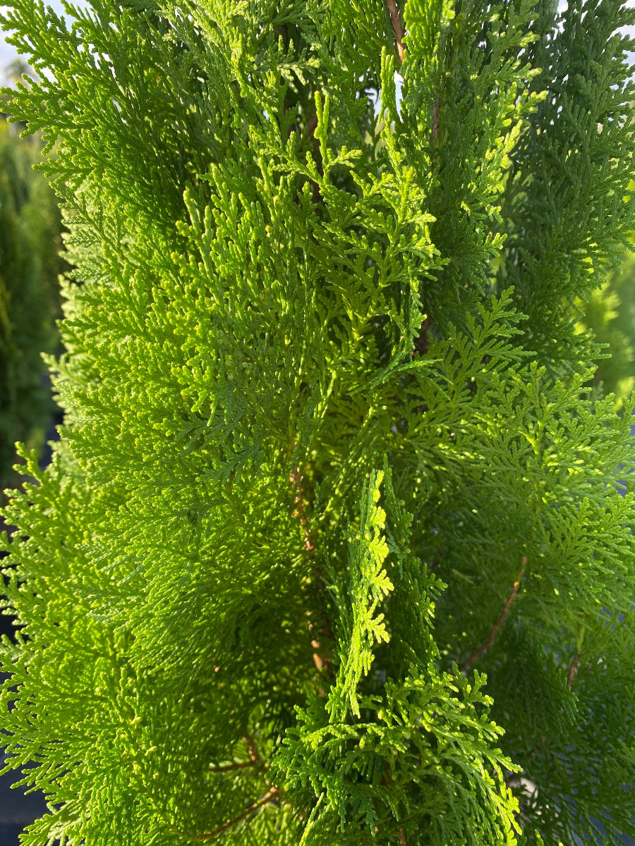 A close-up view of an Emerald Green Arborvitae, highlighting its soft, feathery, bright green flat-sprayed foliage