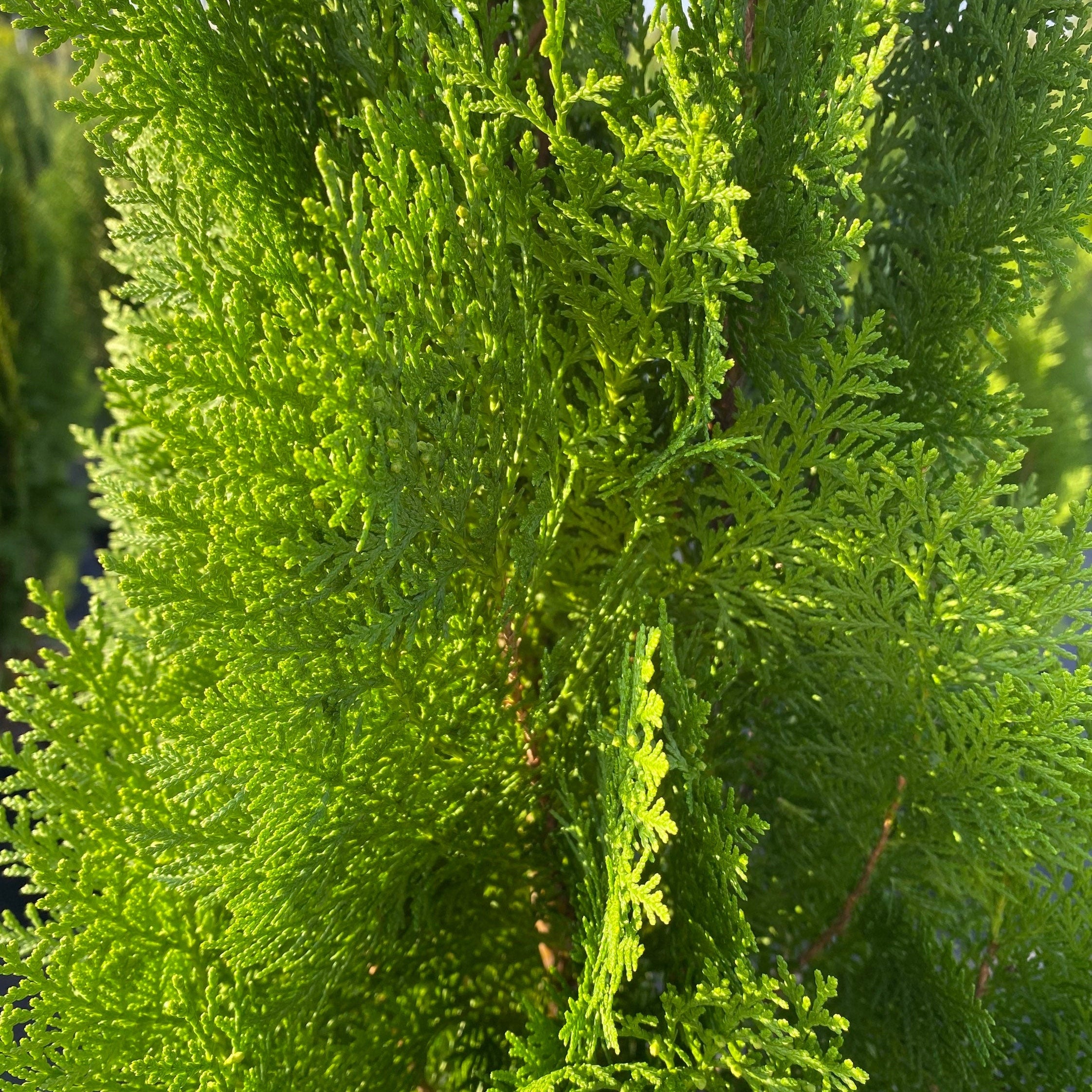 Close-up of bright green blue cone conifer foliage, likely a cypress or similar evergreen shrub, with dense feathery branches filling the frame.