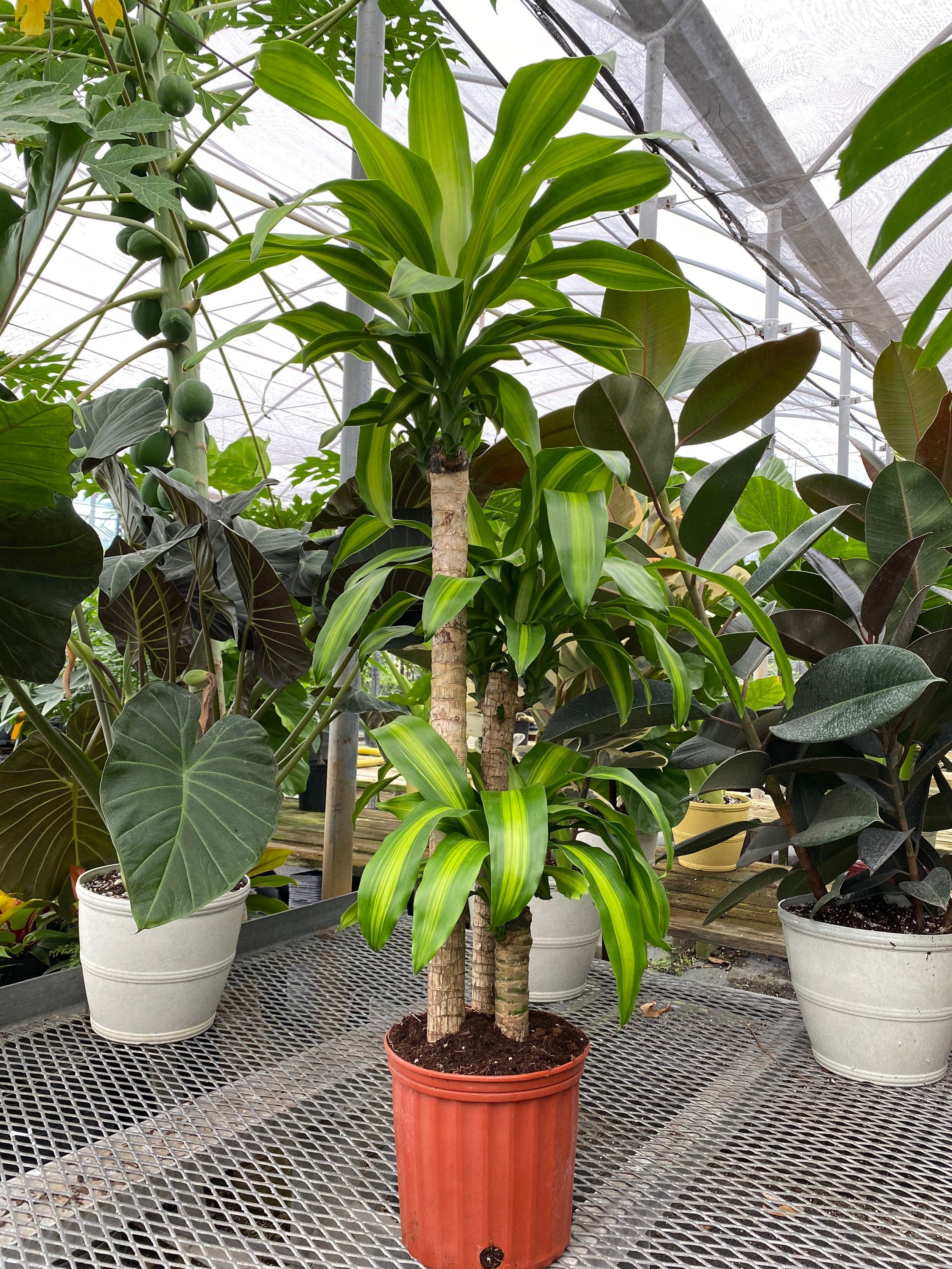 Dracaena Mass Cane Corn Plant Massangeana, 3 Stems Staggered in a orange pot