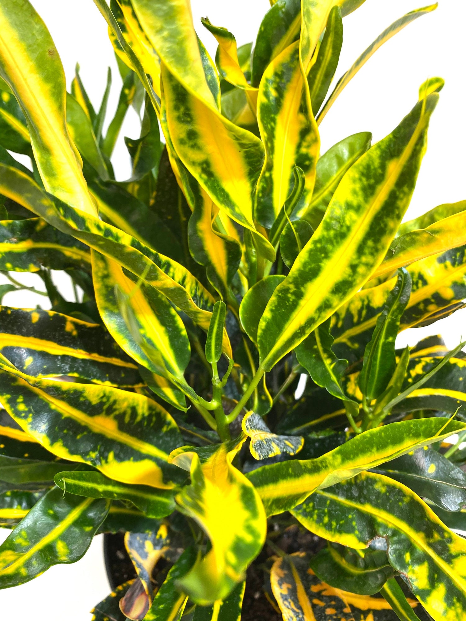 leaf view of Croton Mammy Yellow, Mammey Live Tropical Plant Indoor or Outdoor