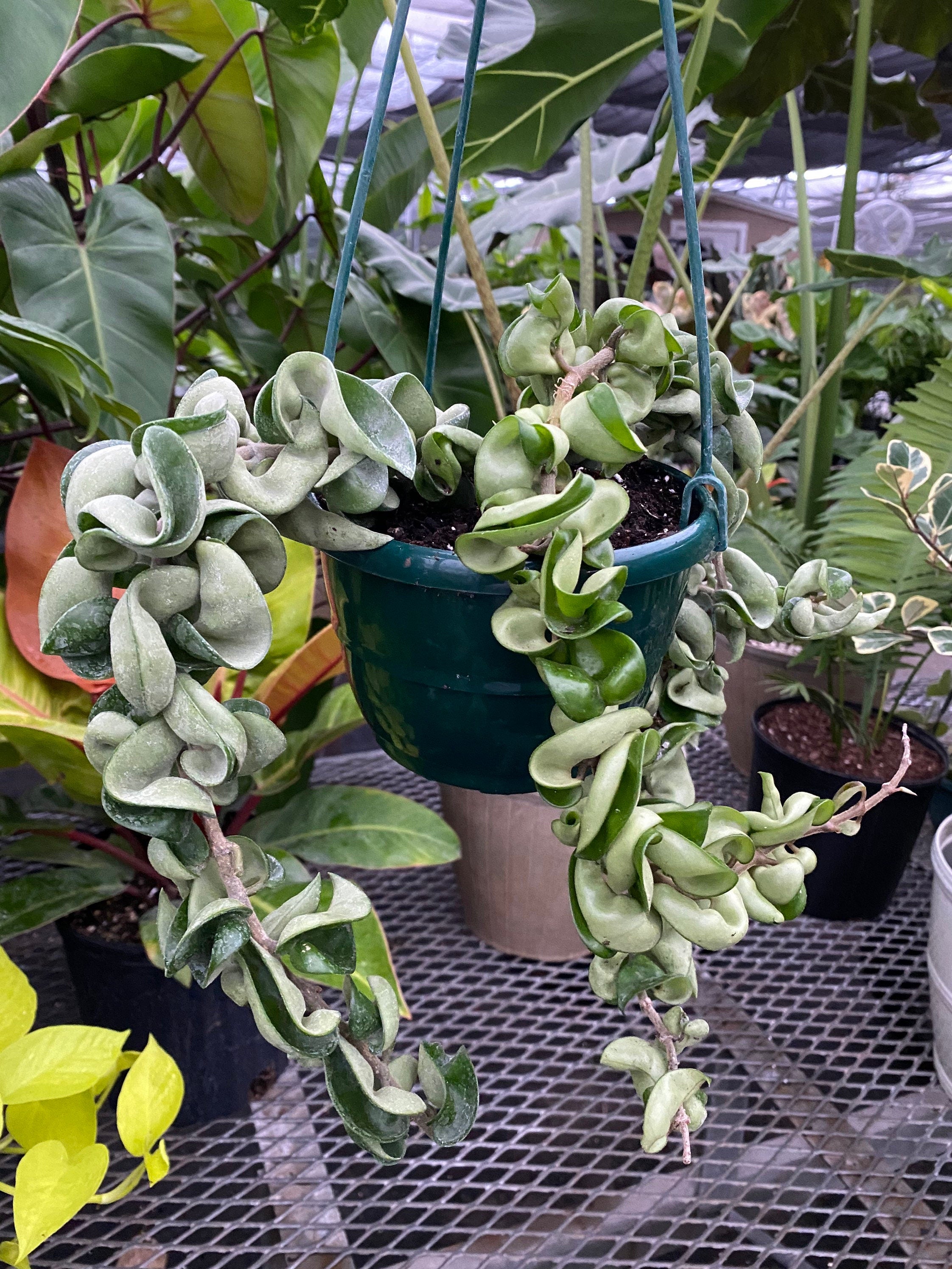 Hoya Carnosa Hindu Rope in Hanging Basket, Krinkle Kurl outside view
