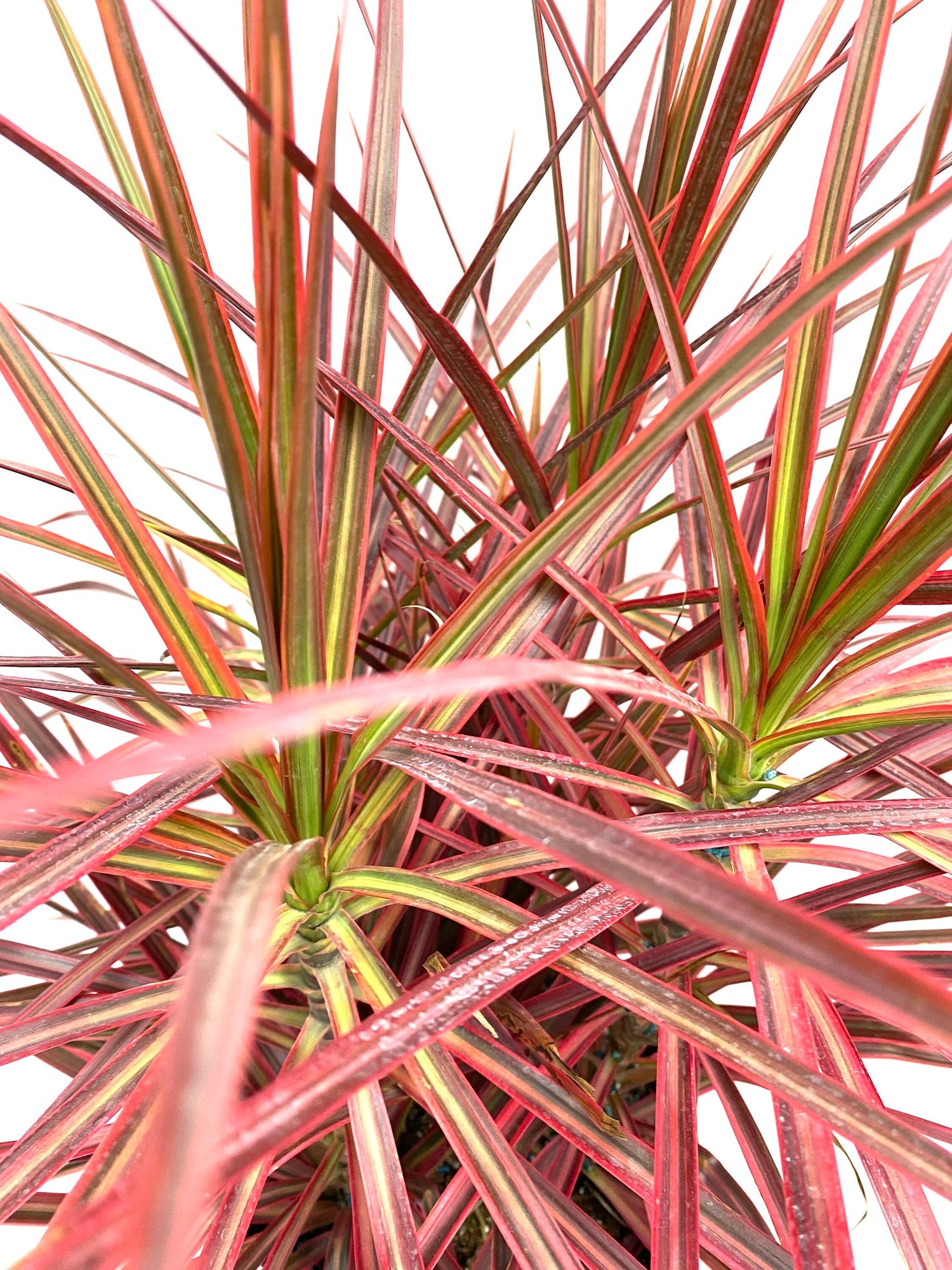 close up view of Dracaena Dragon Tree Colorama Bush