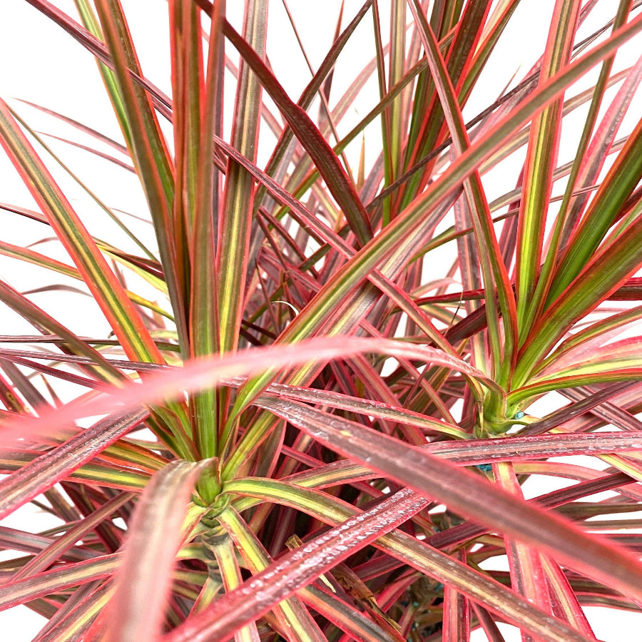close up view of Dracaena Dragon Tree Colorama Bush