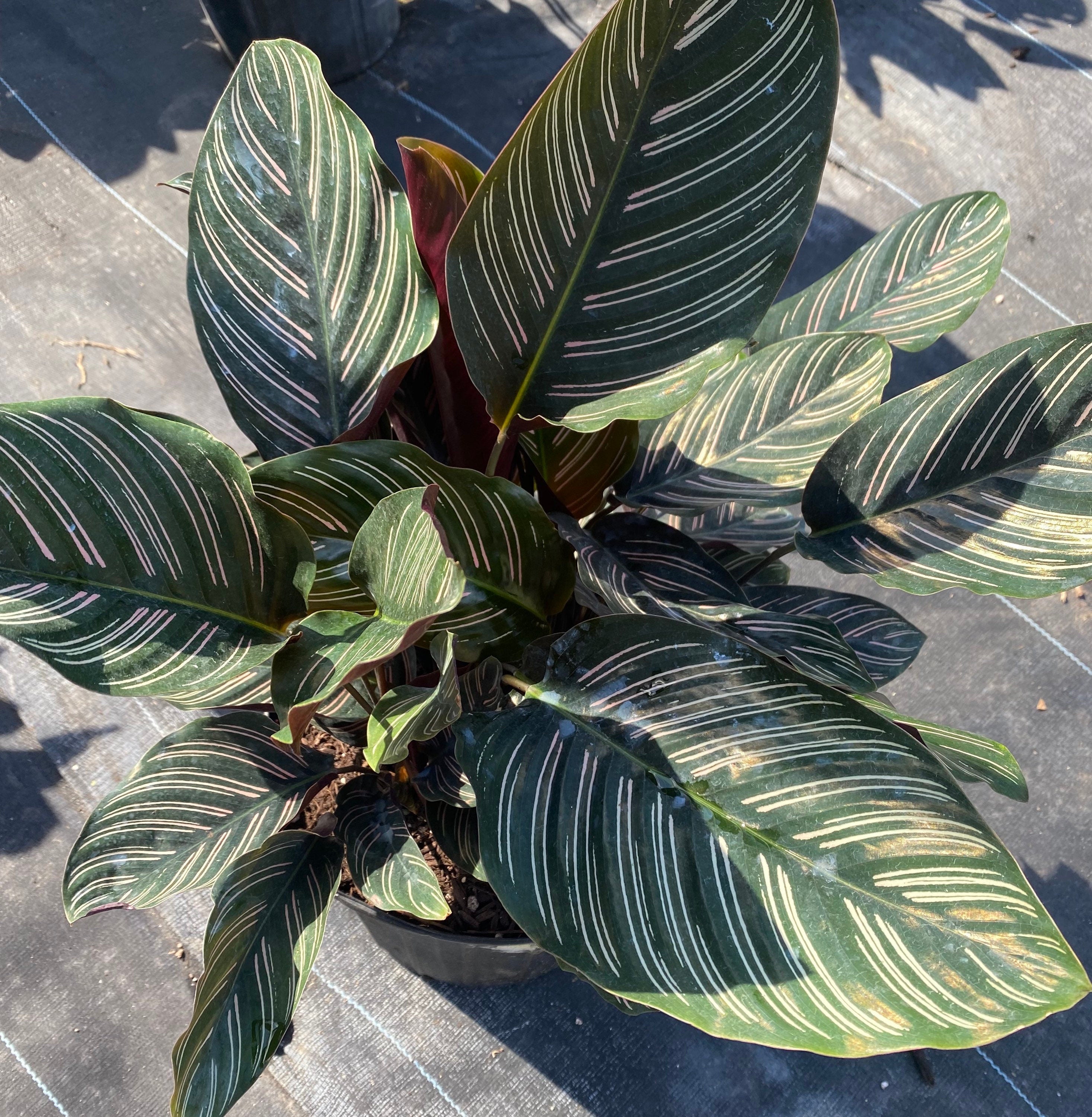 Calathea Pink Stripes Ornata Prayer Plants upper view