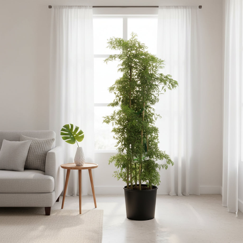 A tall potted aralia plant in a black pot stands in a bright, modern living room next to a light gray sofa and a small wooden side table with a green leaf in a vase.