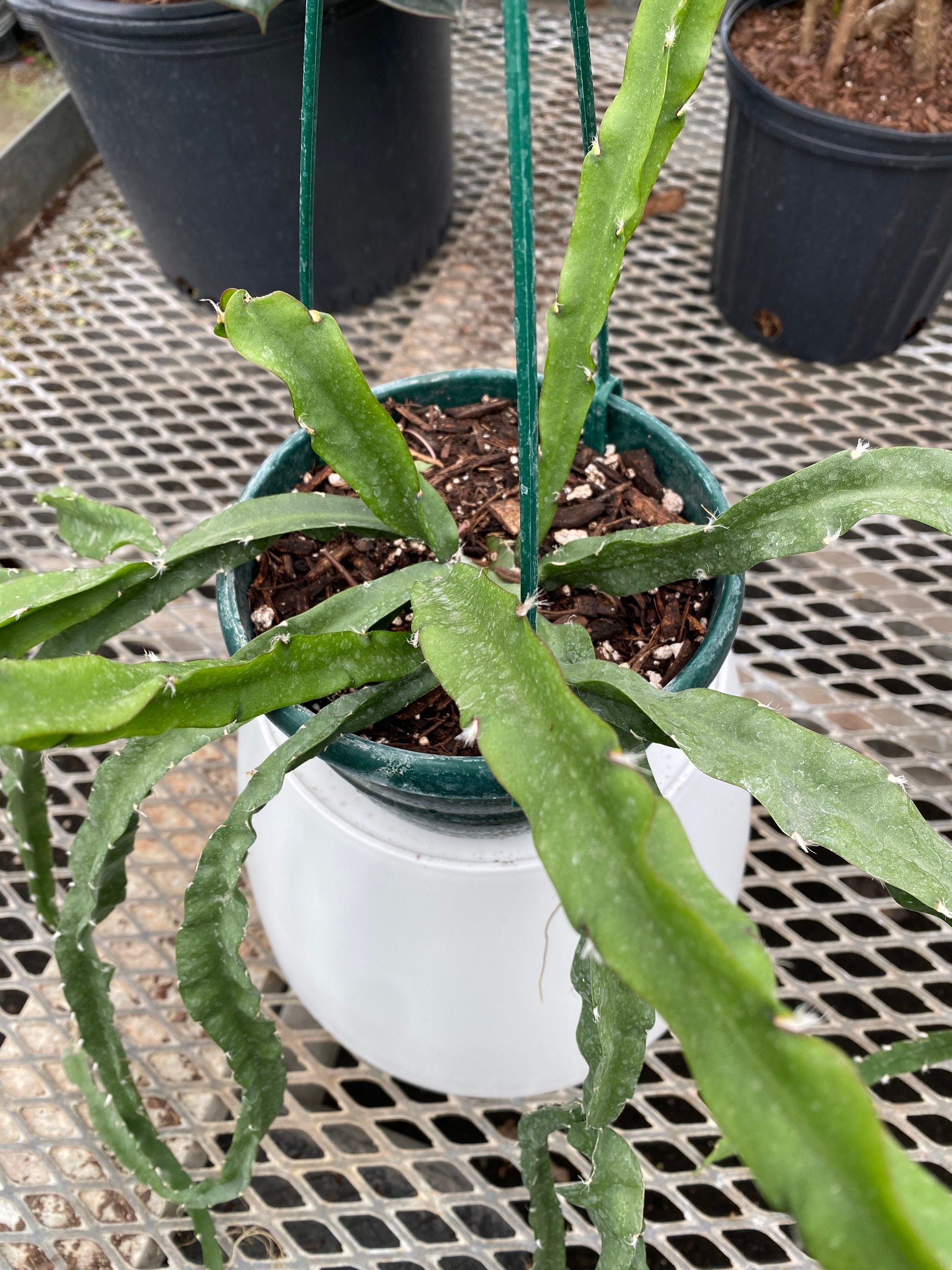 upper view of Lepismium Cruciforme, Plant Vines in Hanging Basket, Hurricane or Jungle Cactus