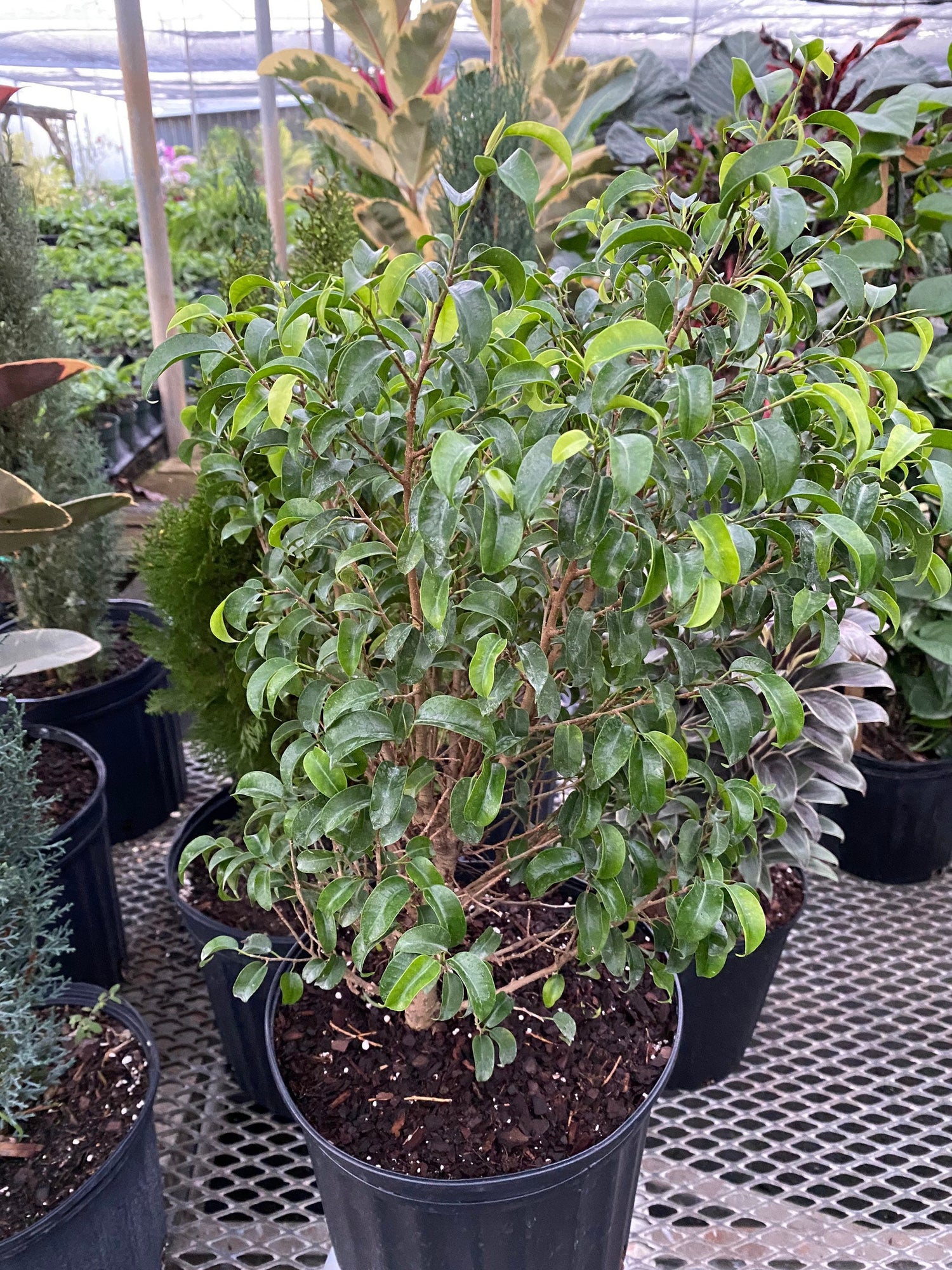 closeup view of Ficus Benjamina Too Little Dwarf