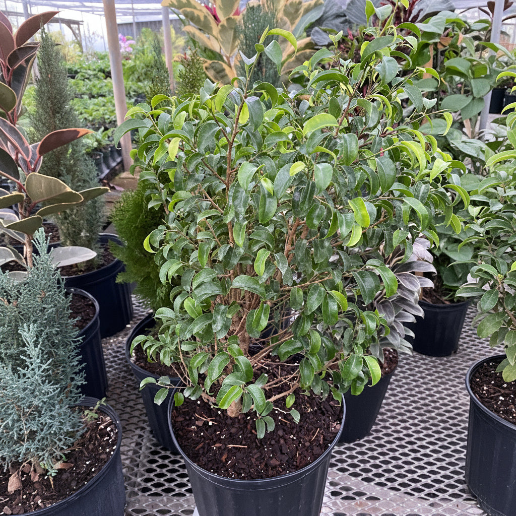 closeup view of Ficus Benjamina Too Little Dwarf