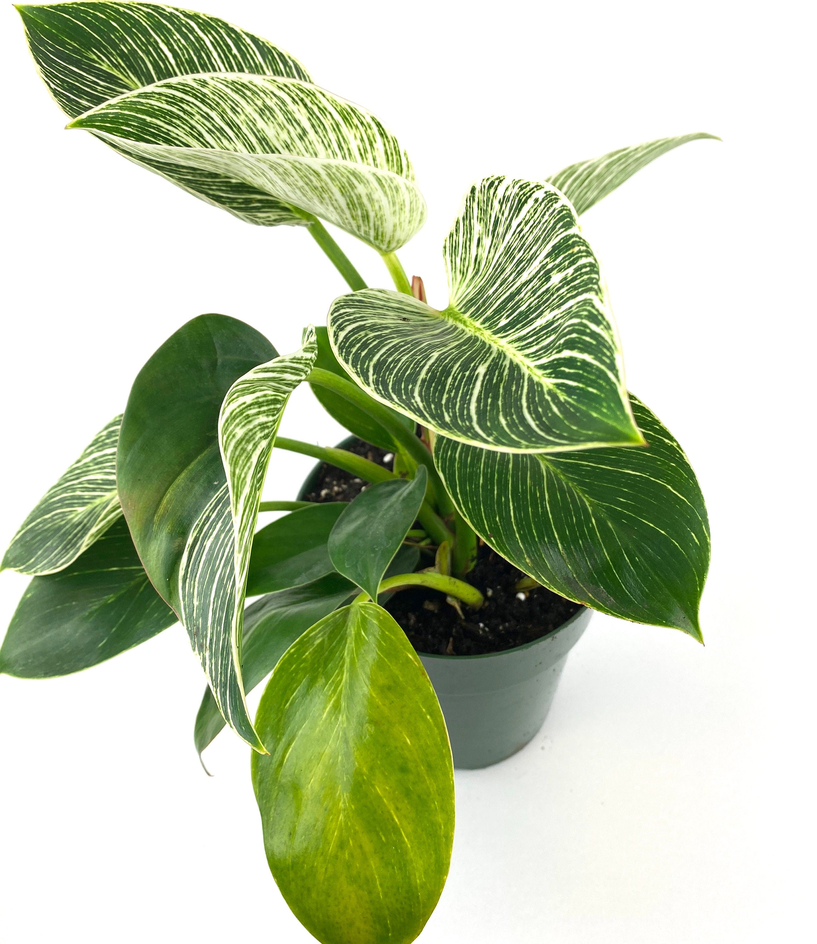 upper view of Philodendron Birkin, White Stripe Leaves