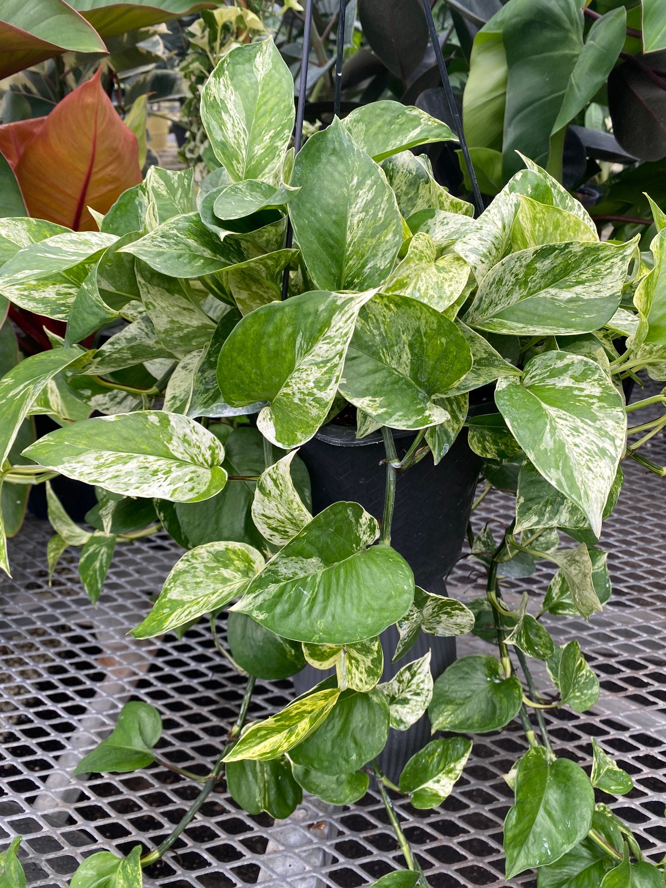close view of leaves of Pothos Marble Queen in Hanging Basket, Live Patio Plant