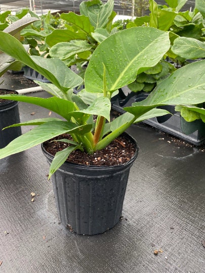 far view of Philodendron Imperial Green